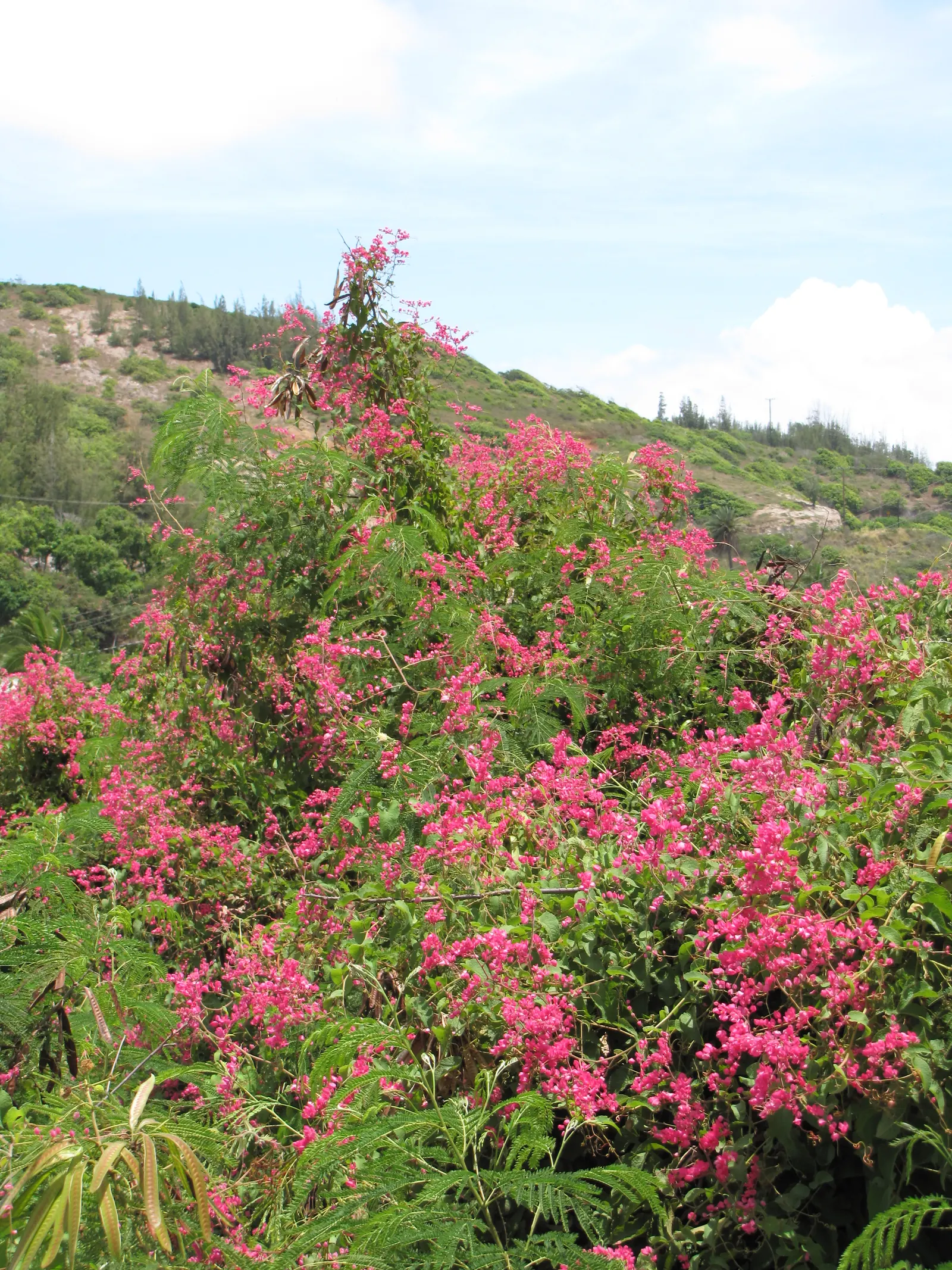 Coral Vine, Queen's Wreath (Antigonon Leptopus) — adding a dynamic element to any landscape