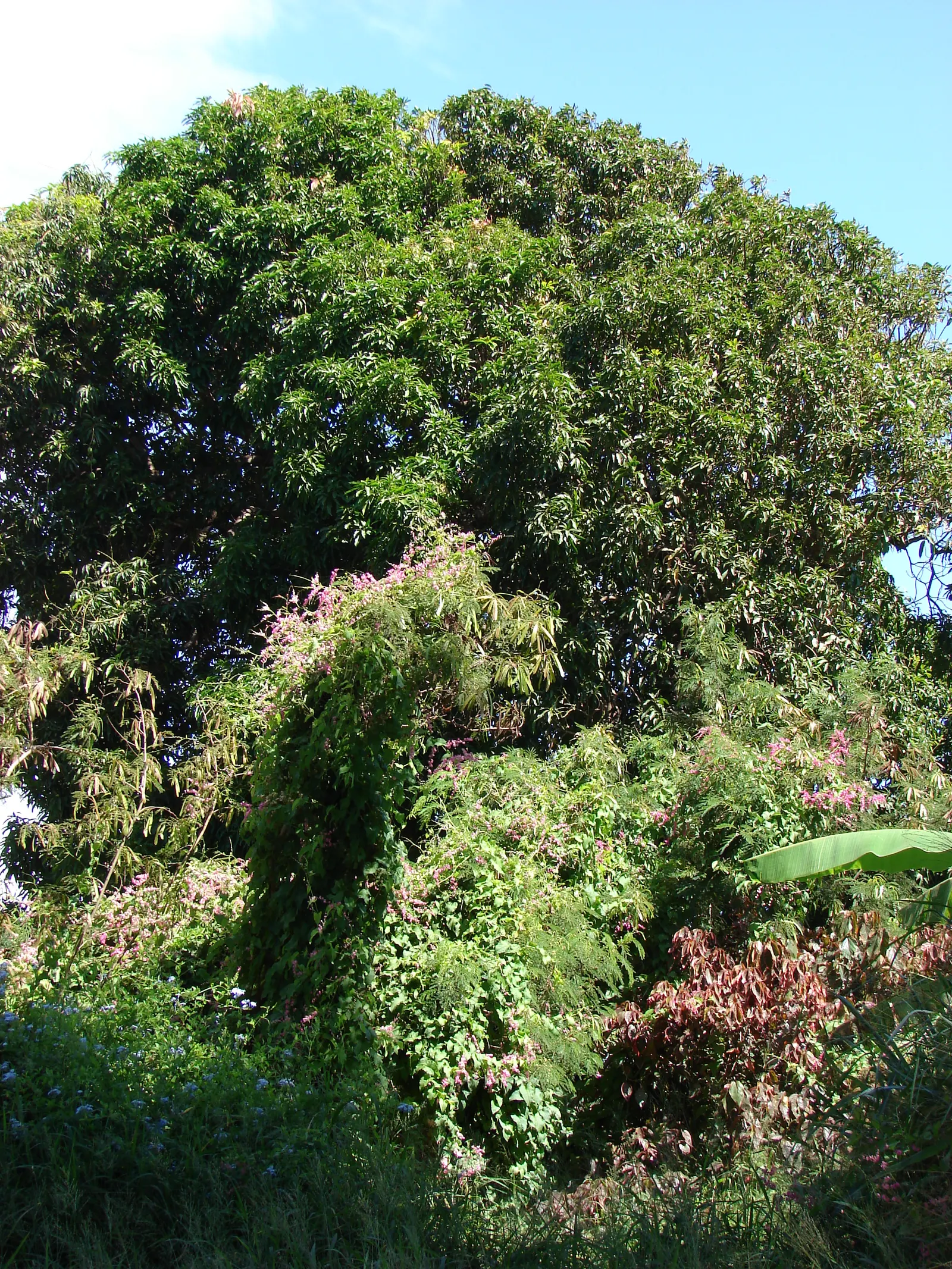 Coral Vine, Queen's Wreath (Antigonon Leptopus) — this ornamental vine thrives in USDA zones 9 through 11 and is noted for its rapid growth; adding, image 88