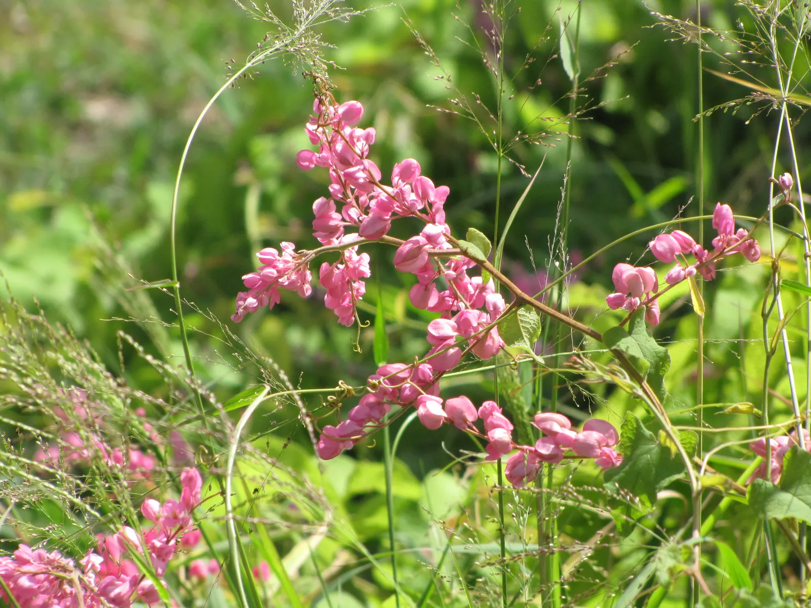 Coral Vine, Queen's Wreath (Antigonon Leptopus) — For maintenance, minimal pruning is needed other than to control its size or remove any dead, image 95