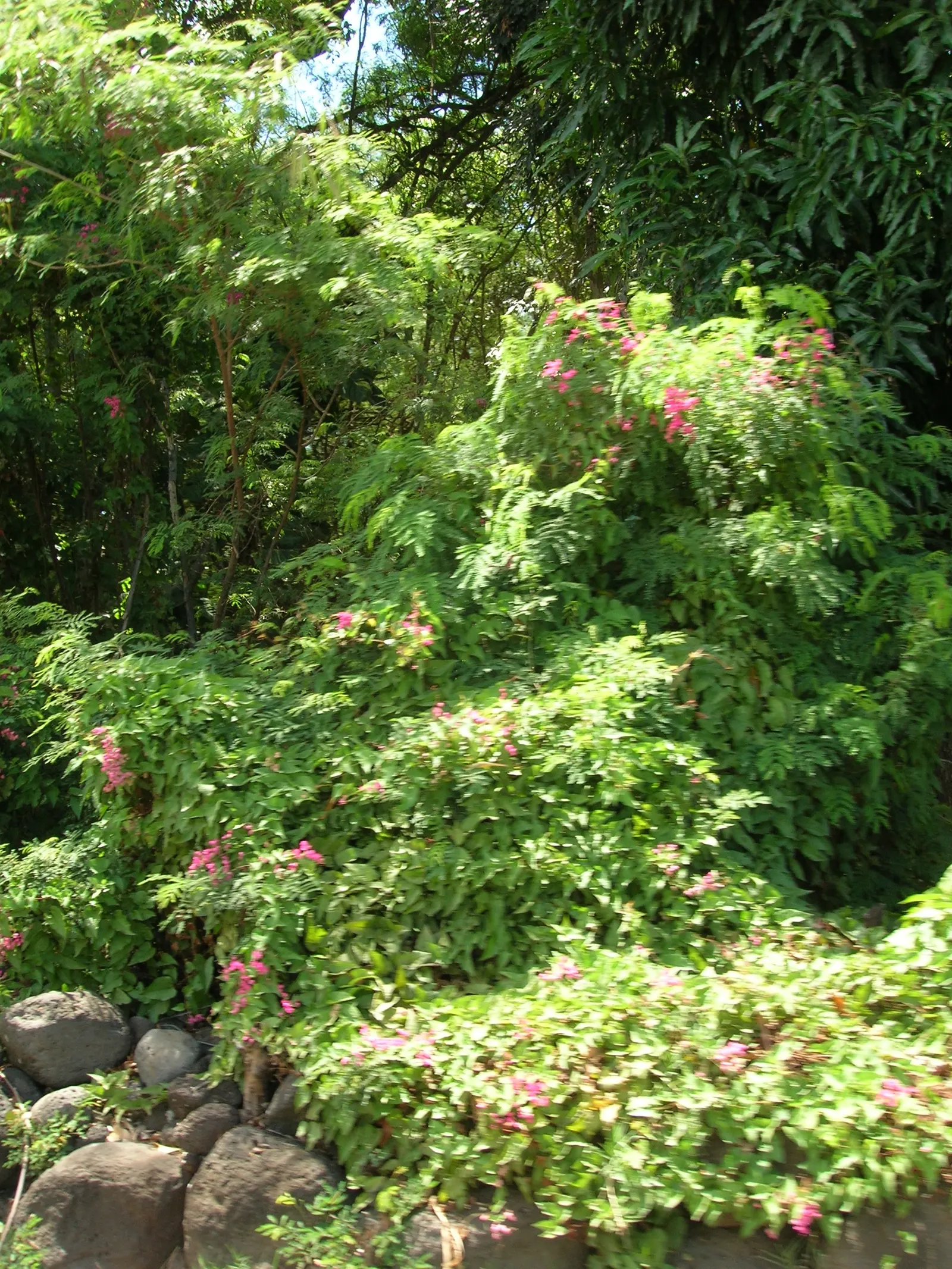 Coral Vine, Queen's Wreath (Antigonon Leptopus) — fast-growing perennial climber
