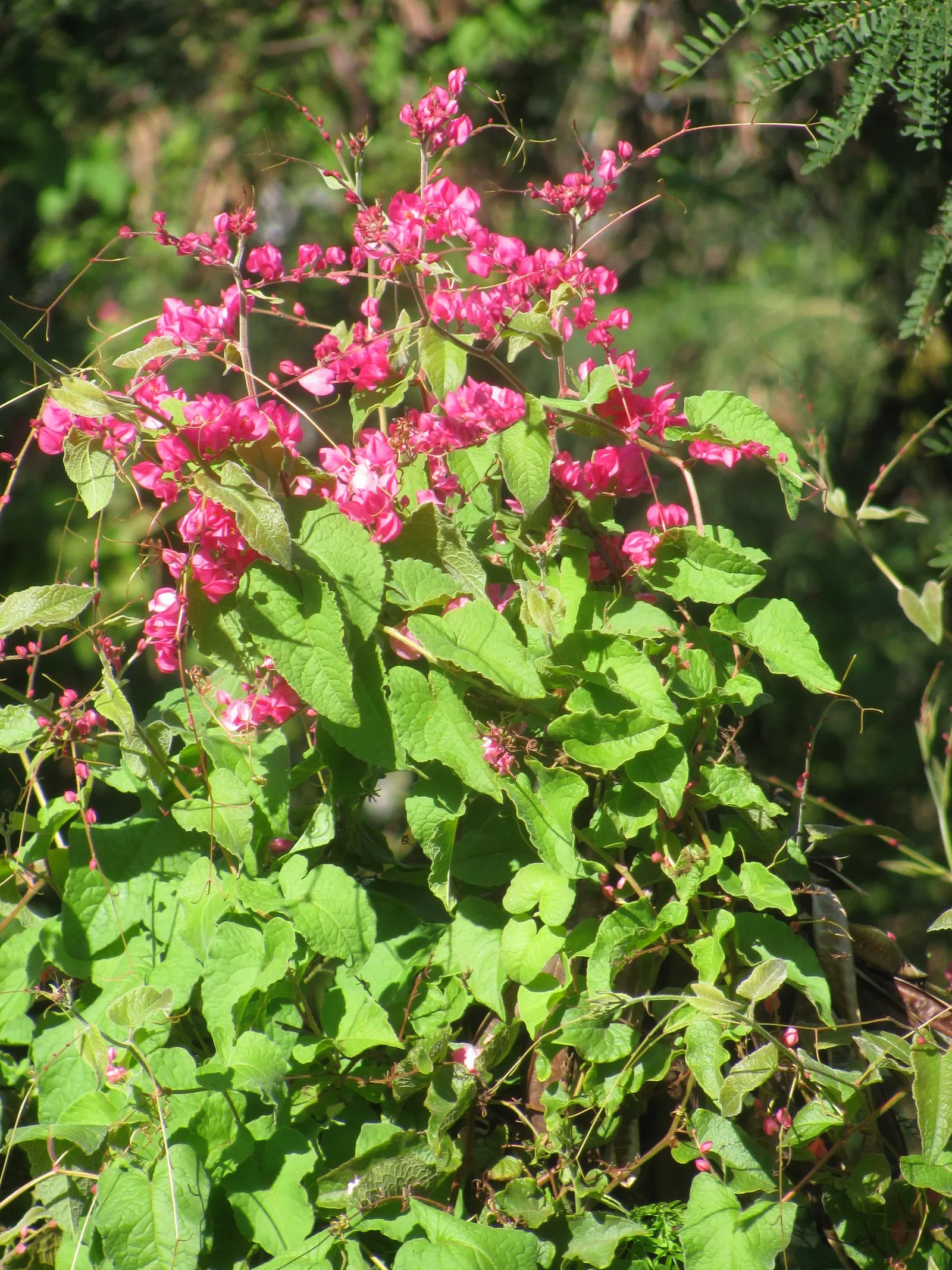 Coral Vine, Queen's Wreath (Antigonon Leptopus) — fast-growing perennial climber; offering a lush backdrop for the chains of papery flowers