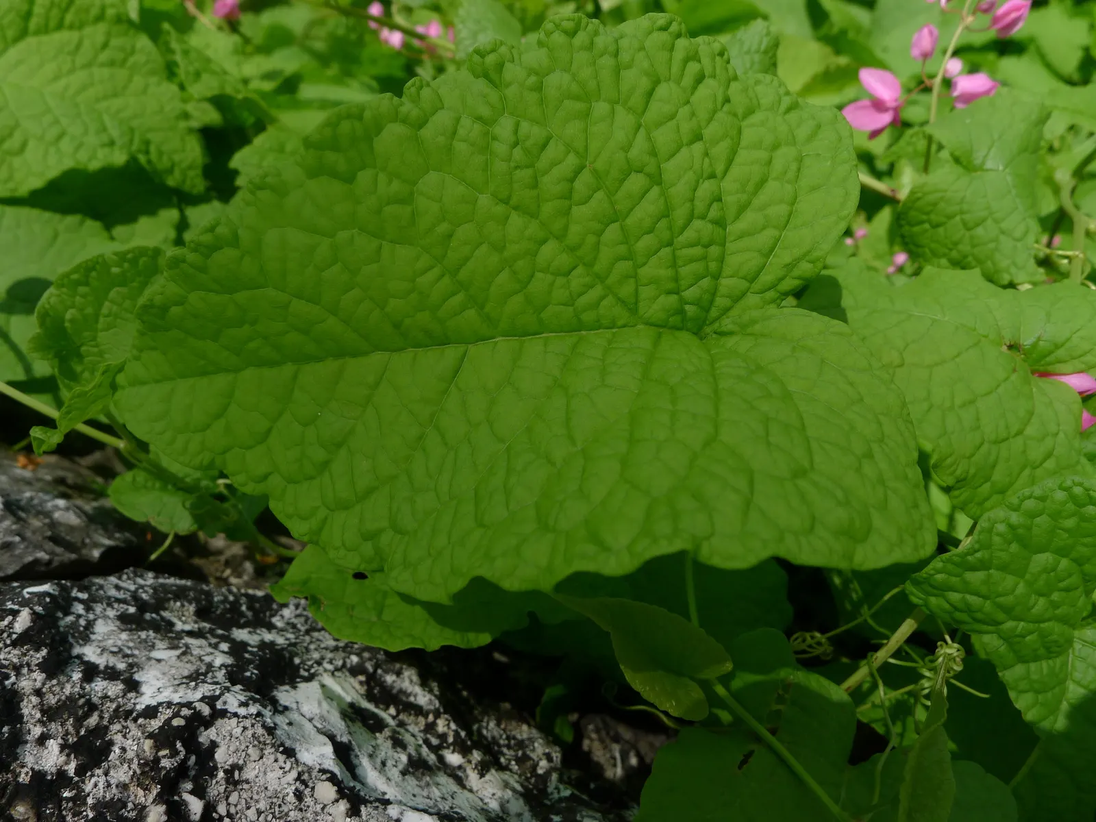 Coral Vine, Queen's Wreath (Antigonon Leptopus) — <br><br>Its foliage consists of heart-shaped leaves that span roughly 2 to 4 inches in width; is, image 50