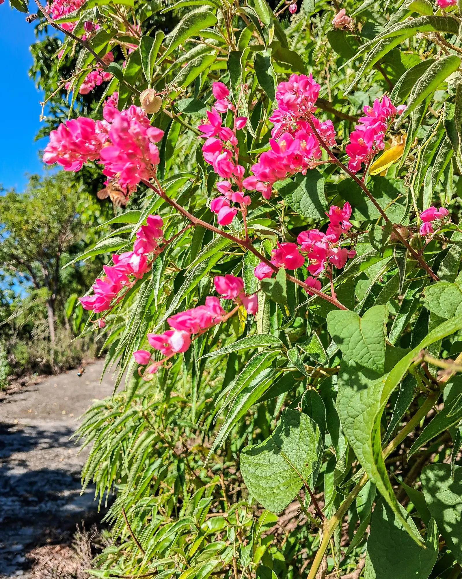 Coral Vine, Queen's Wreath (Antigonon Leptopus) — With its combination of striking color and resilience; with the ability to extend up to 40 feet, image 96