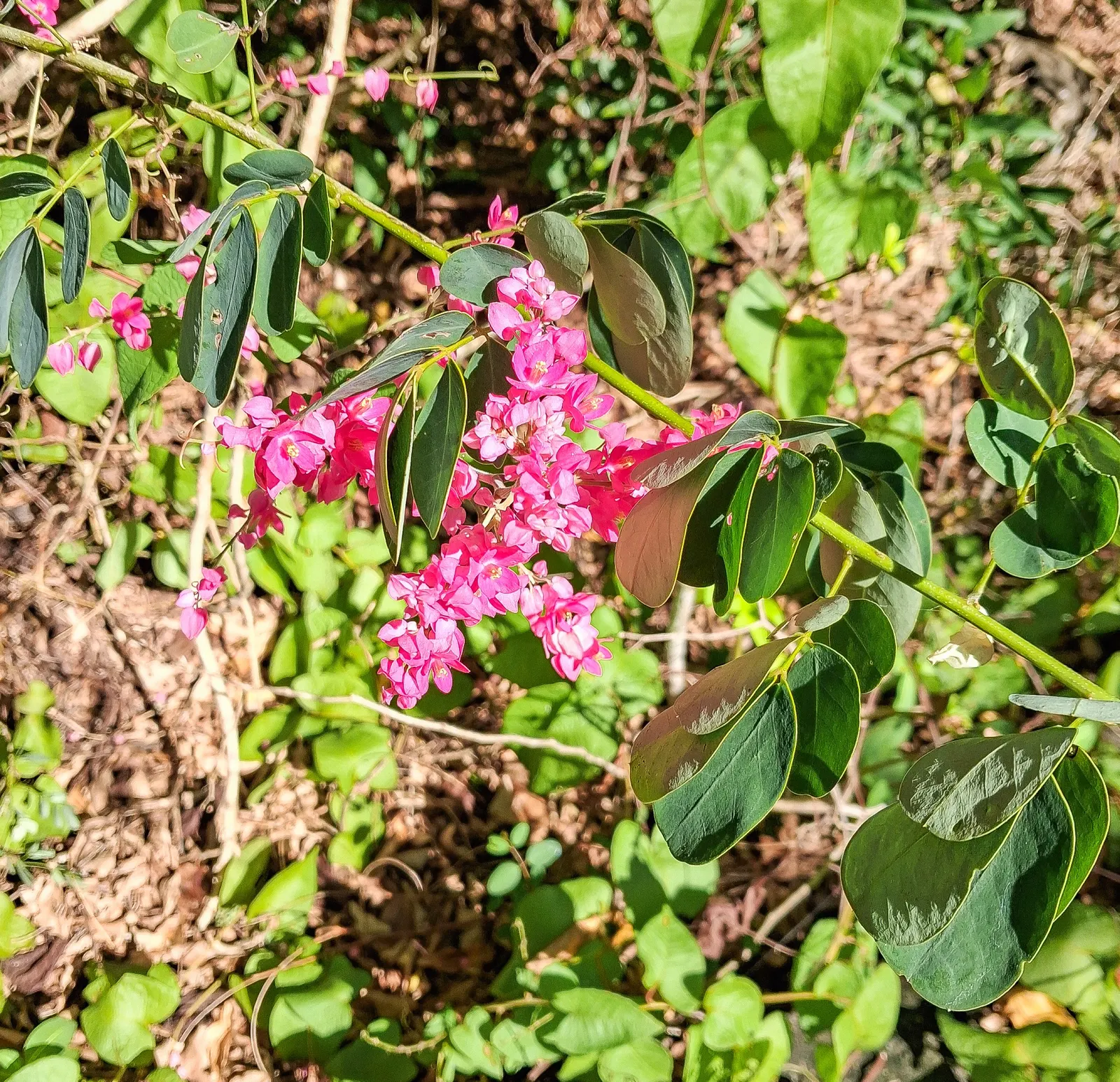 Coral Vine, Queen's Wreath (Antigonon Leptopus) — For maintenance, minimal pruning is needed other than to control its size or remove any dead, image 75