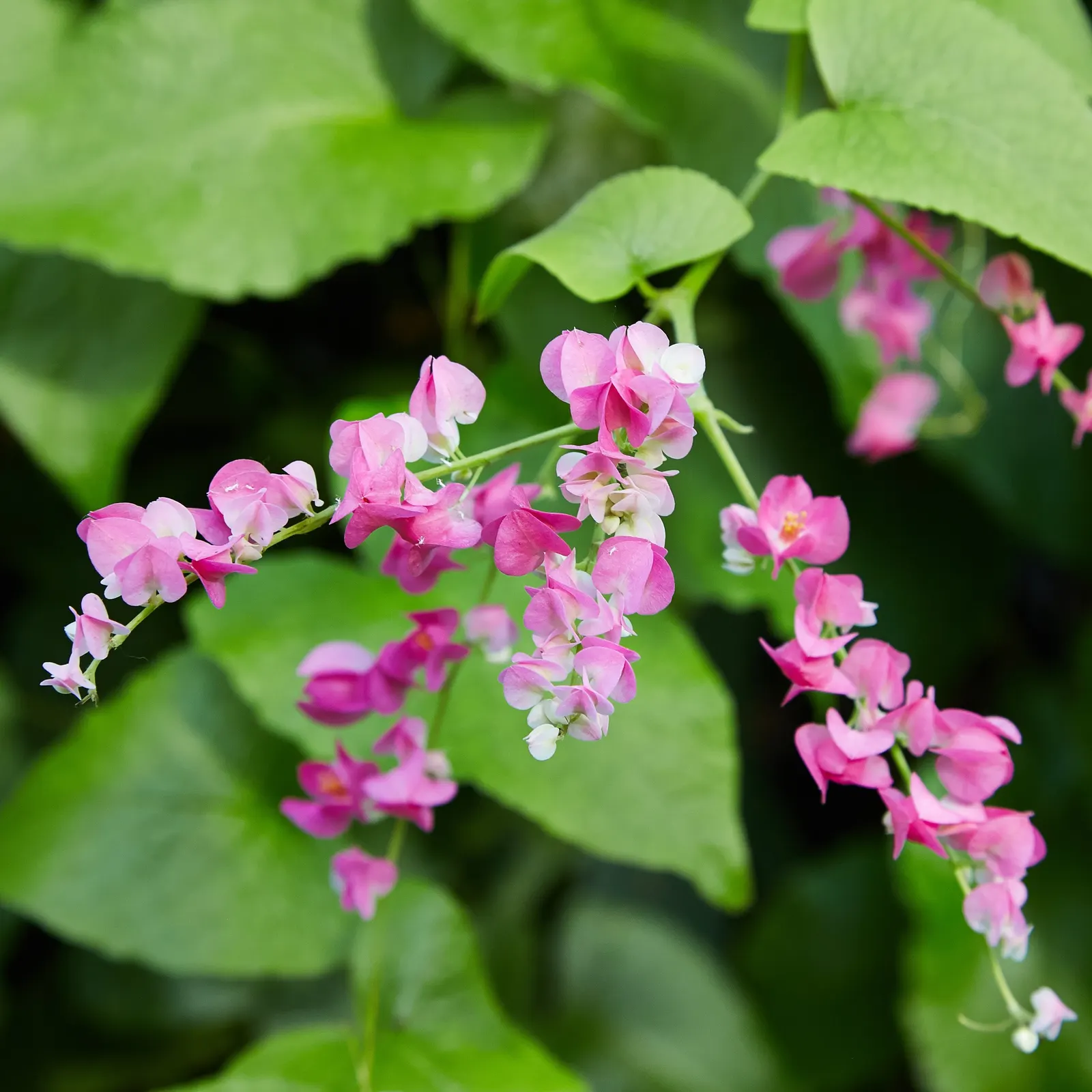 Coral Vine, Queen's Wreath (Antigonon Leptopus) — fast-growing perennial climber; offering a lush backdrop for the chains of papery flowers, image 82