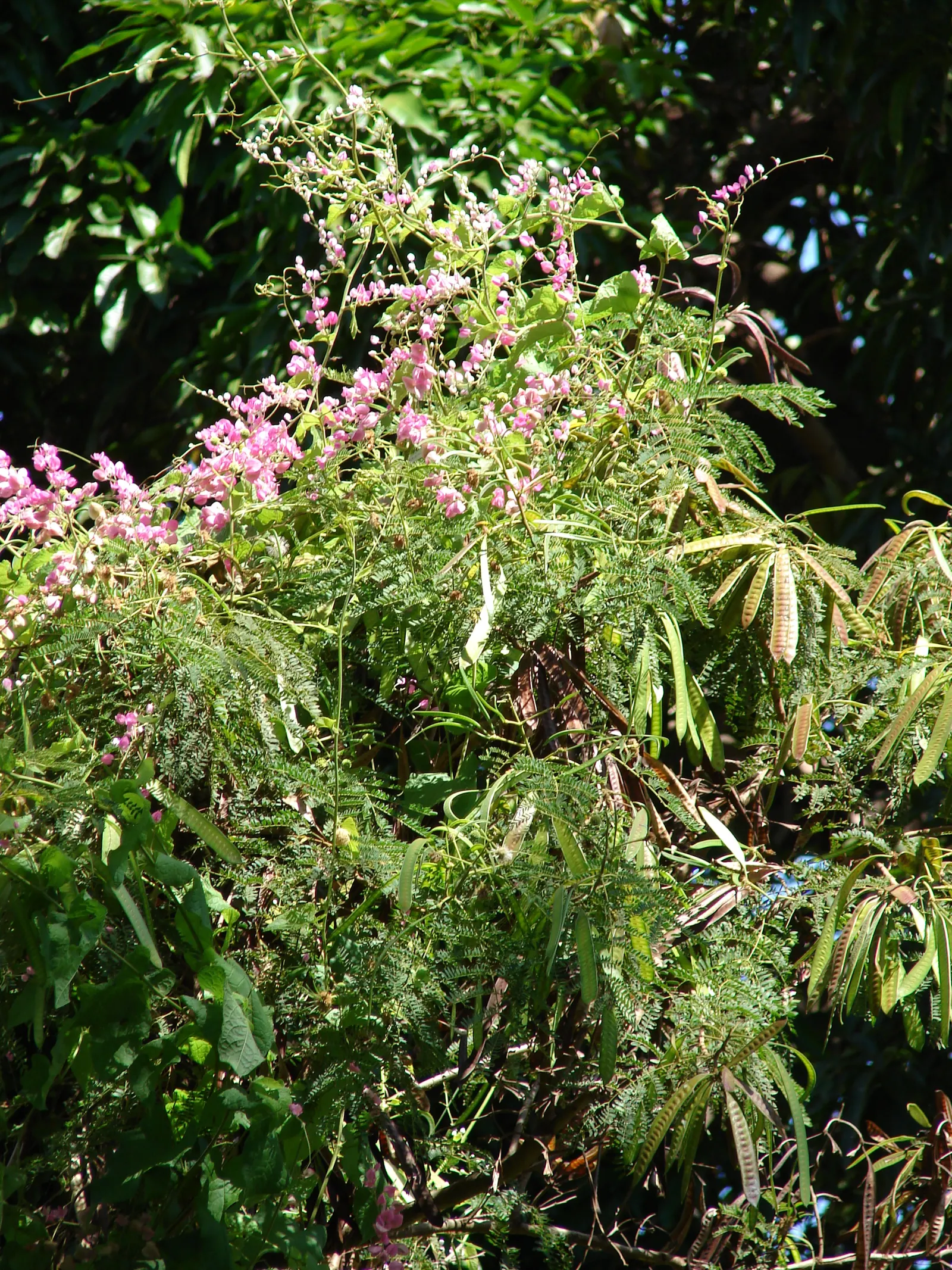 Coral Vine, Queen's Wreath (Antigonon Leptopus) — Typically reaching heights of 30-40 feet with a spread of 5-6 feet
