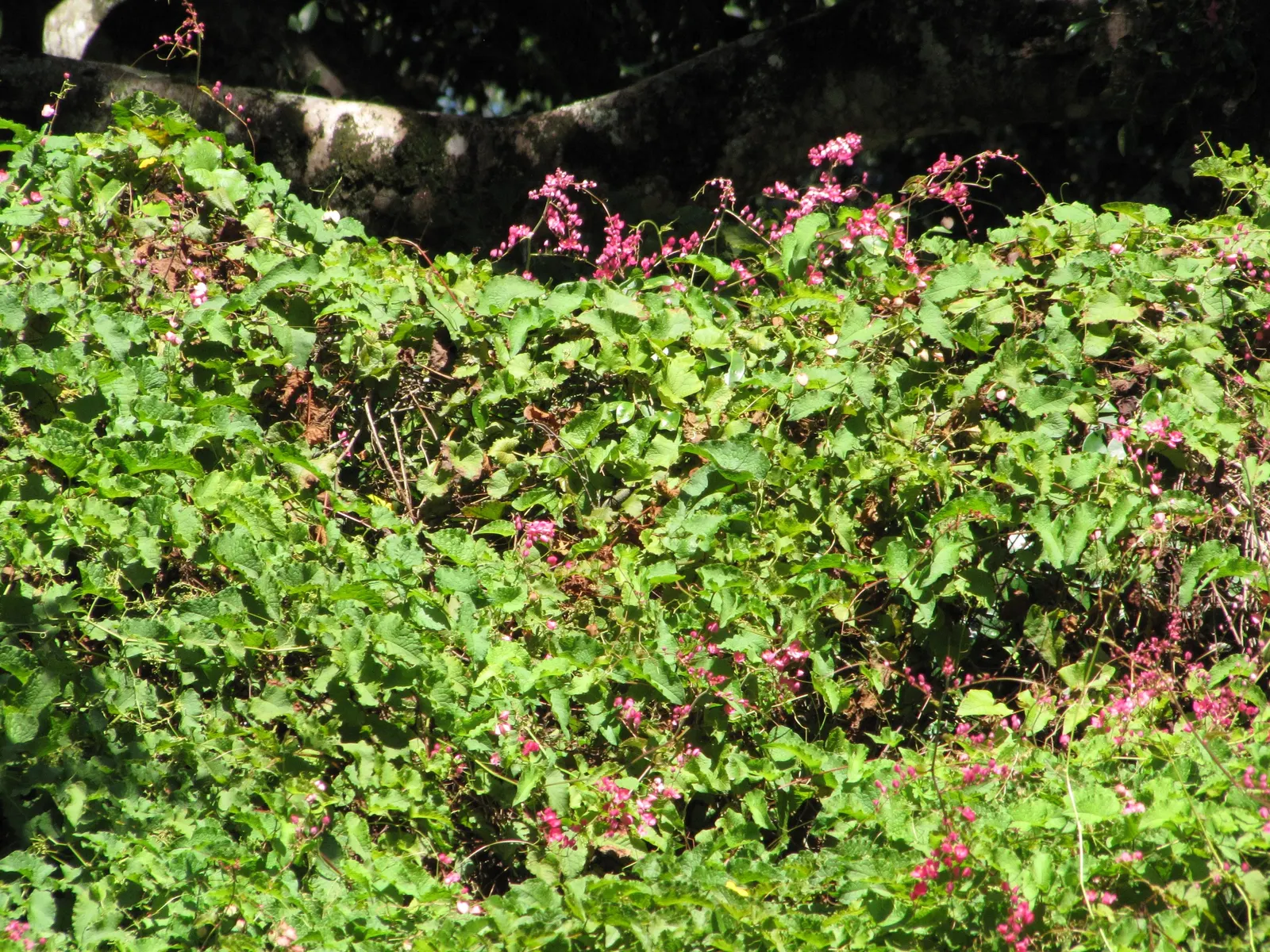 Coral Vine, Queen's Wreath (Antigonon Leptopus) — vine with pink blooms; <br><br>Its foliage consists of heart-shaped leaves that span roughly 2 to, image 59