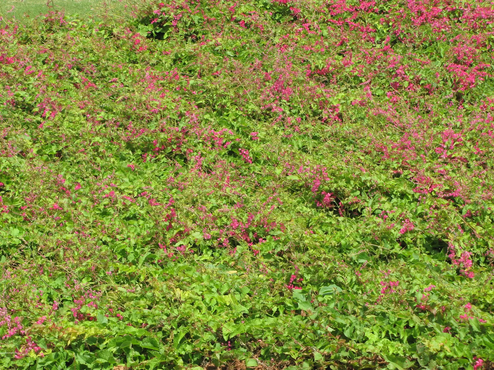 Coral Vine, Queen's Wreath (Antigonon Leptopus) — also heralded as Queen's Wreath or scientifically named Antigonon leptopus; vine with pink blooms