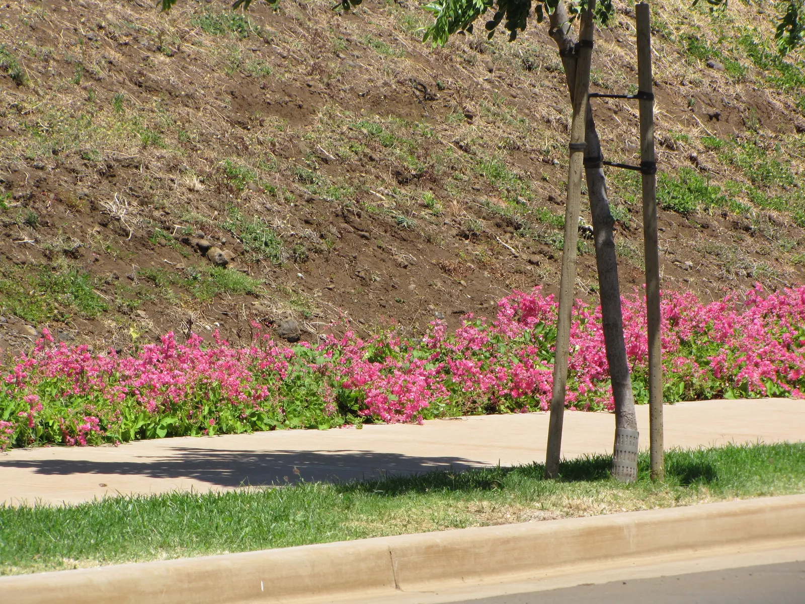 Coral Vine, Queen's Wreath (Antigonon Leptopus) — which can reach lengths of 6 inches; commonly known as Coral Vine or Queen's Wreath