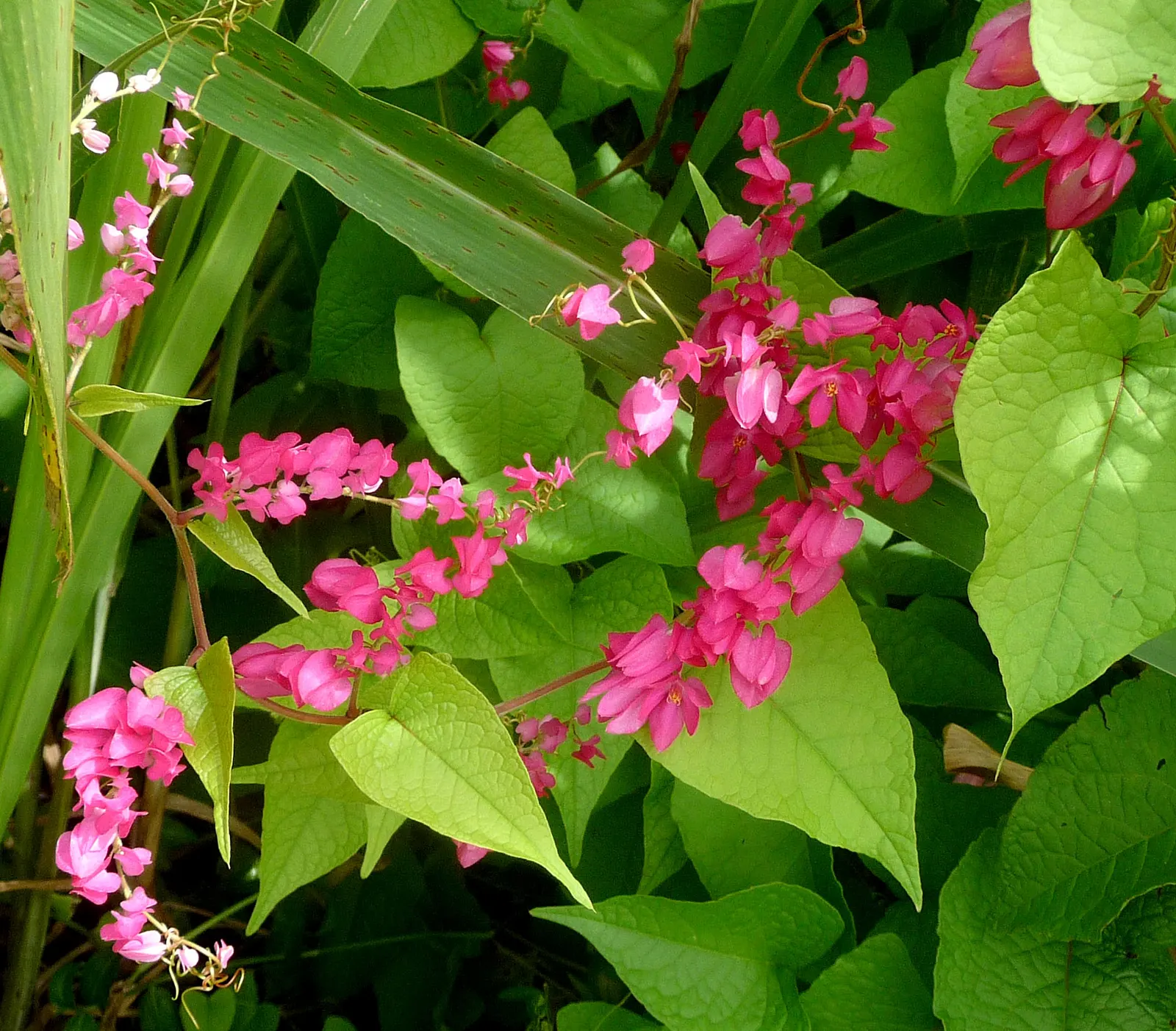 Coral Vine, Queen's Wreath (Antigonon Leptopus) — also heralded as Queen's Wreath or scientifically named Antigonon leptopus; vine with pink blooms, image 46