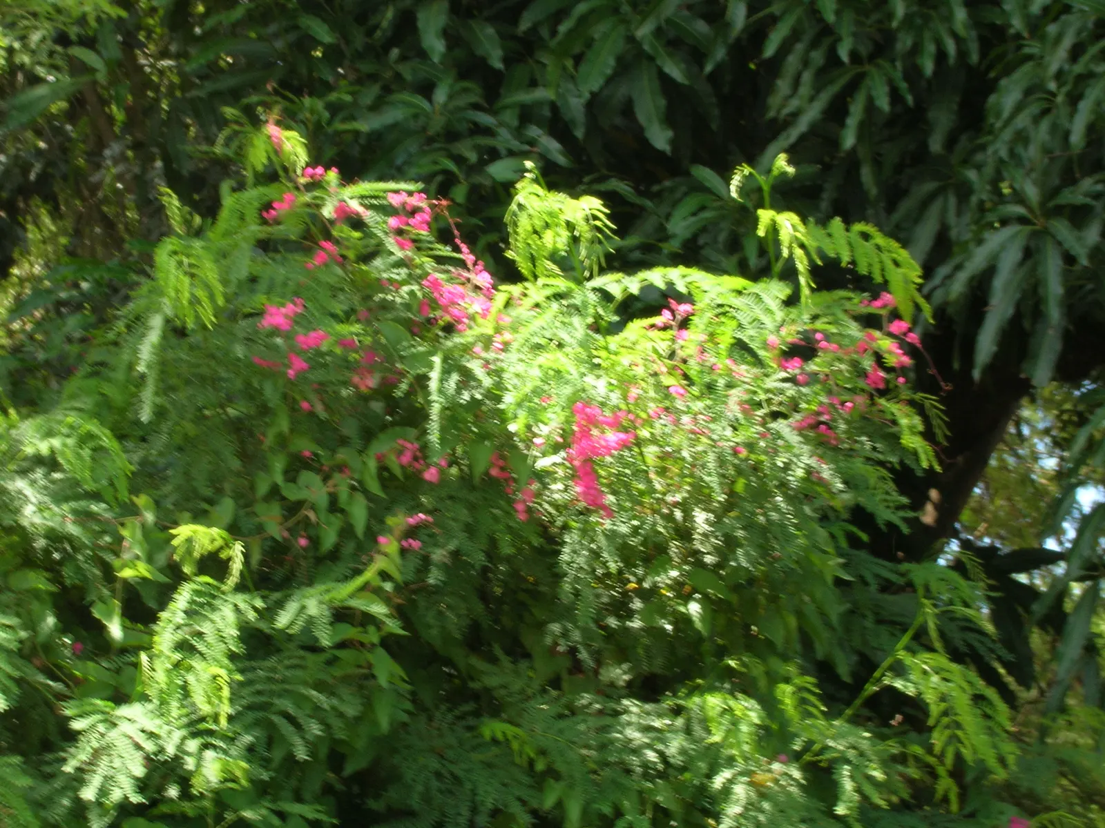 Coral Vine, Queen's Wreath (Antigonon Leptopus) — commonly known as Coral Vine or Queen's Wreath; it flourishes in well-drained soil and is drought, image 101
