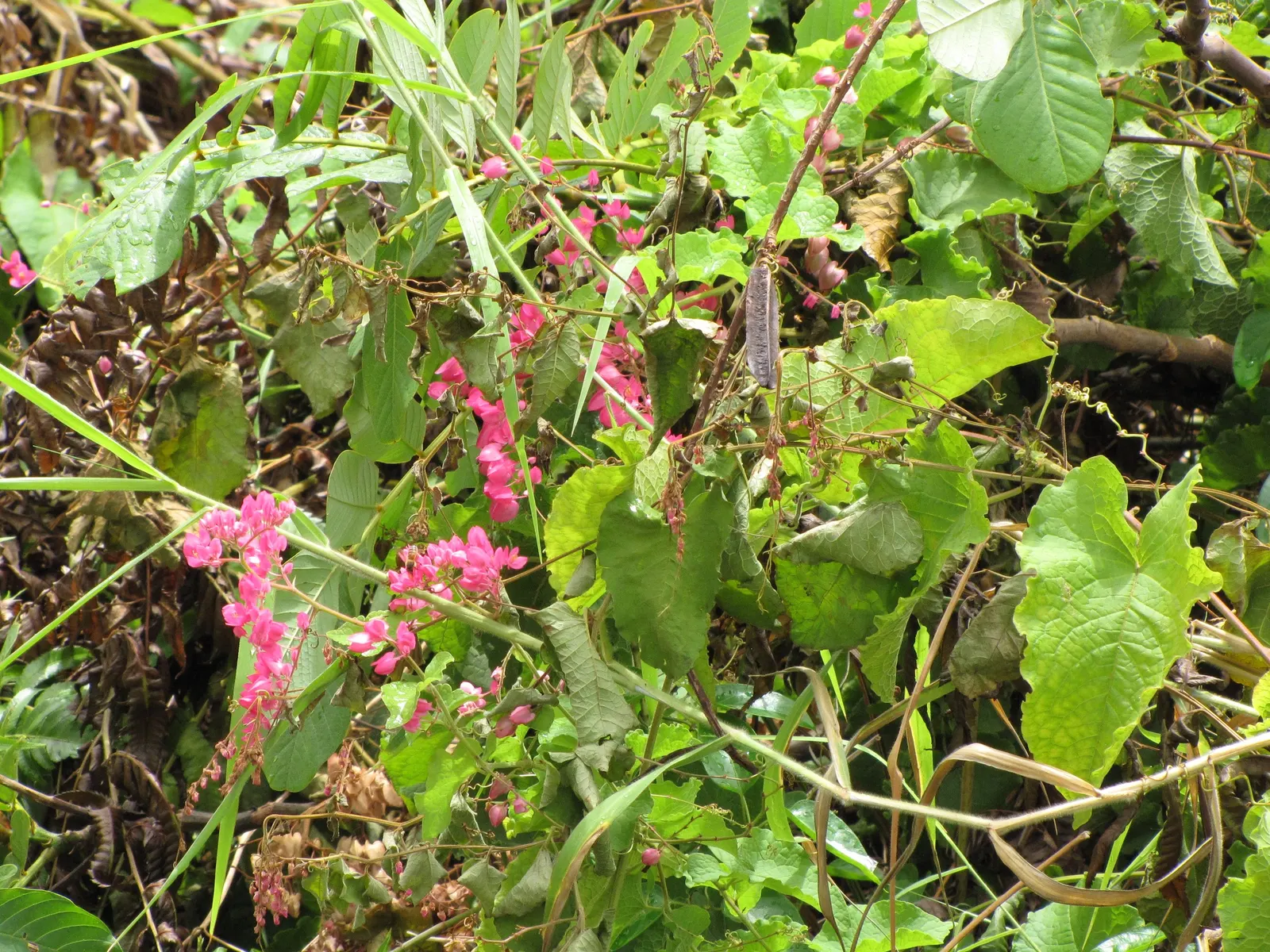 Coral Vine, Queen's Wreath (Antigonon Leptopus) — Antigonon leptopus is a splendid addition to a diverse landscaped setting