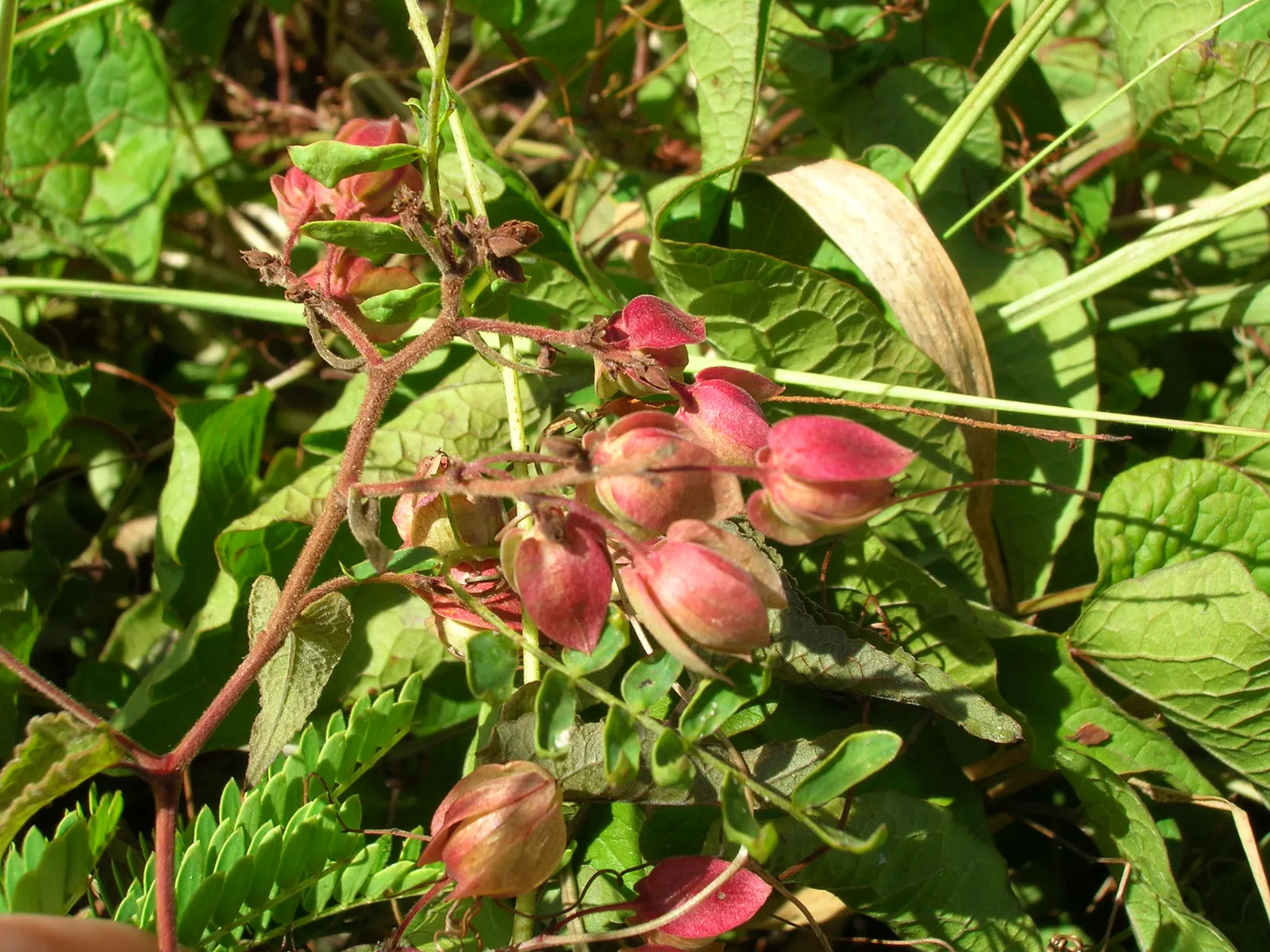 Coral Vine, Queen's Wreath (Antigonon Leptopus) — fast-growing perennial climber; offering a lush backdrop for the chains of papery flowers, image 102