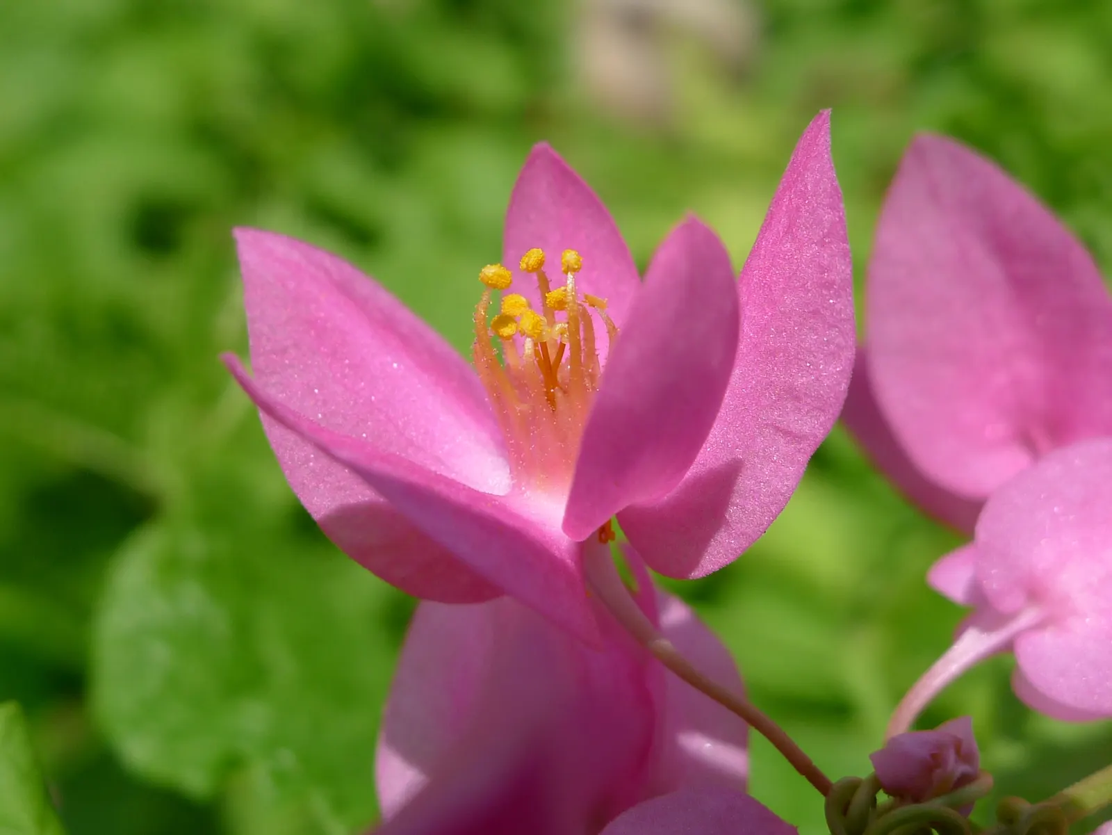 Coral Vine, Queen's Wreath (Antigonon Leptopus) — vine for full; antigonon leptopus is a splendid addition to a diverse landscaped setting, image 60
