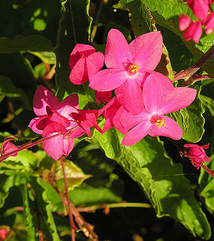 Coral Vine, Queen's Wreath (Antigonon Leptopus) — <br><br>Its foliage consists of heart-shaped leaves that span roughly 2 to 4 inches in width; is, image 70