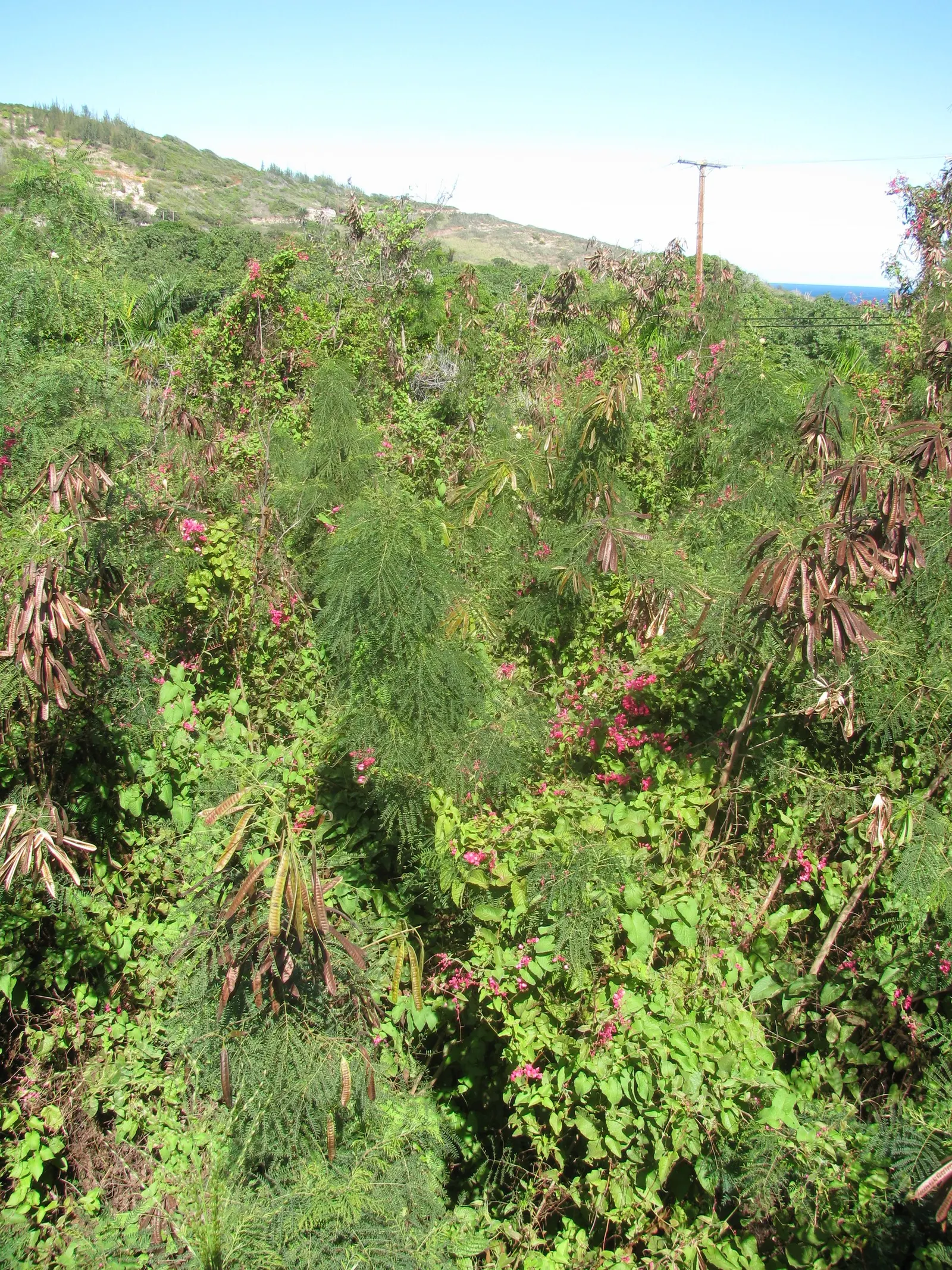 Coral Vine, Queen's Wreath (Antigonon Leptopus) — offering a lush backdrop for the chains of papery flowers; blooming prolifically from summer, image 51