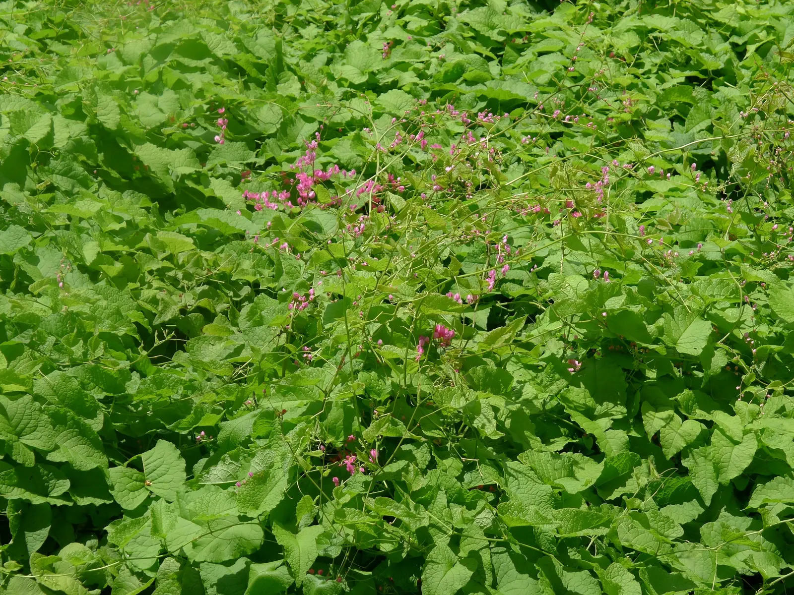 Coral Vine, Queen's Wreath (Antigonon Leptopus) — Typically reaching heights of 30-40 feet with a spread of 5-6 feet; pink flowers in the garden, image 83