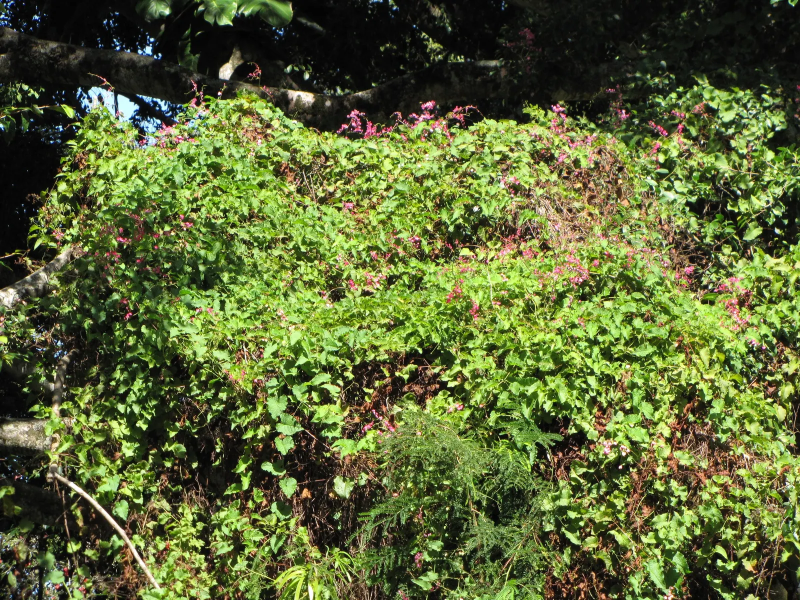 Coral Vine, Queen's Wreath (Antigonon Leptopus) — vine for full