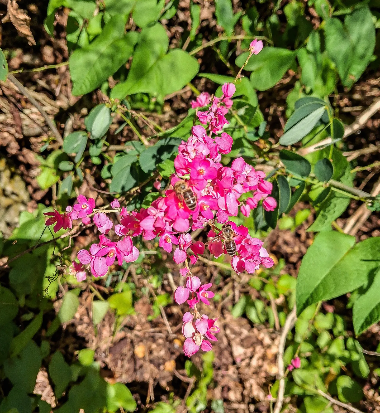 Coral Vine, Queen's Wreath (Antigonon Leptopus) — Antigonon leptopus is a splendid addition to a diverse landscaped setting; with its combination, image 97