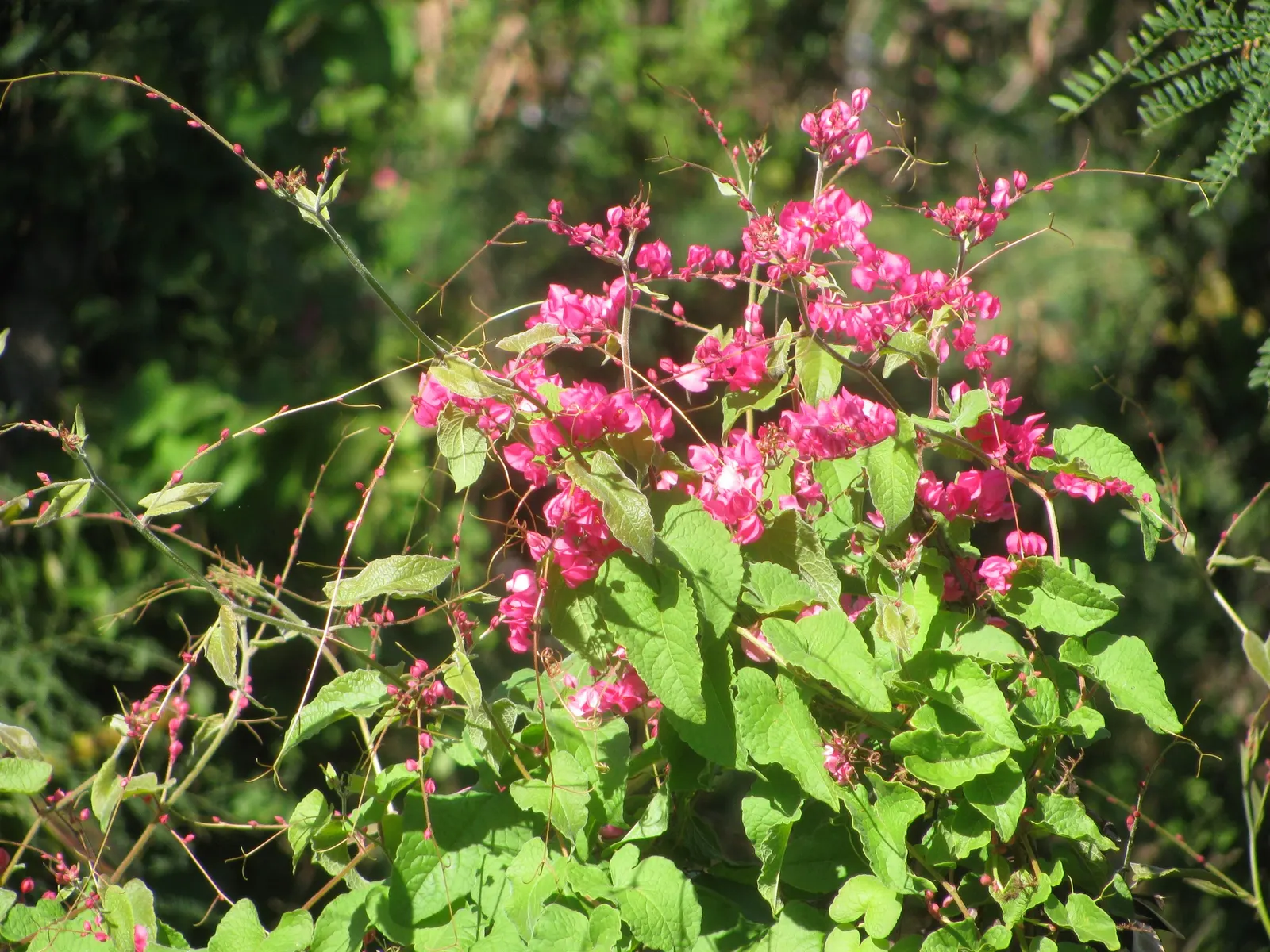 Coral Vine, Queen's Wreath (Antigonon Leptopus) — with the ability to extend up to 40 feet in length at maturity; vine for full, image 69