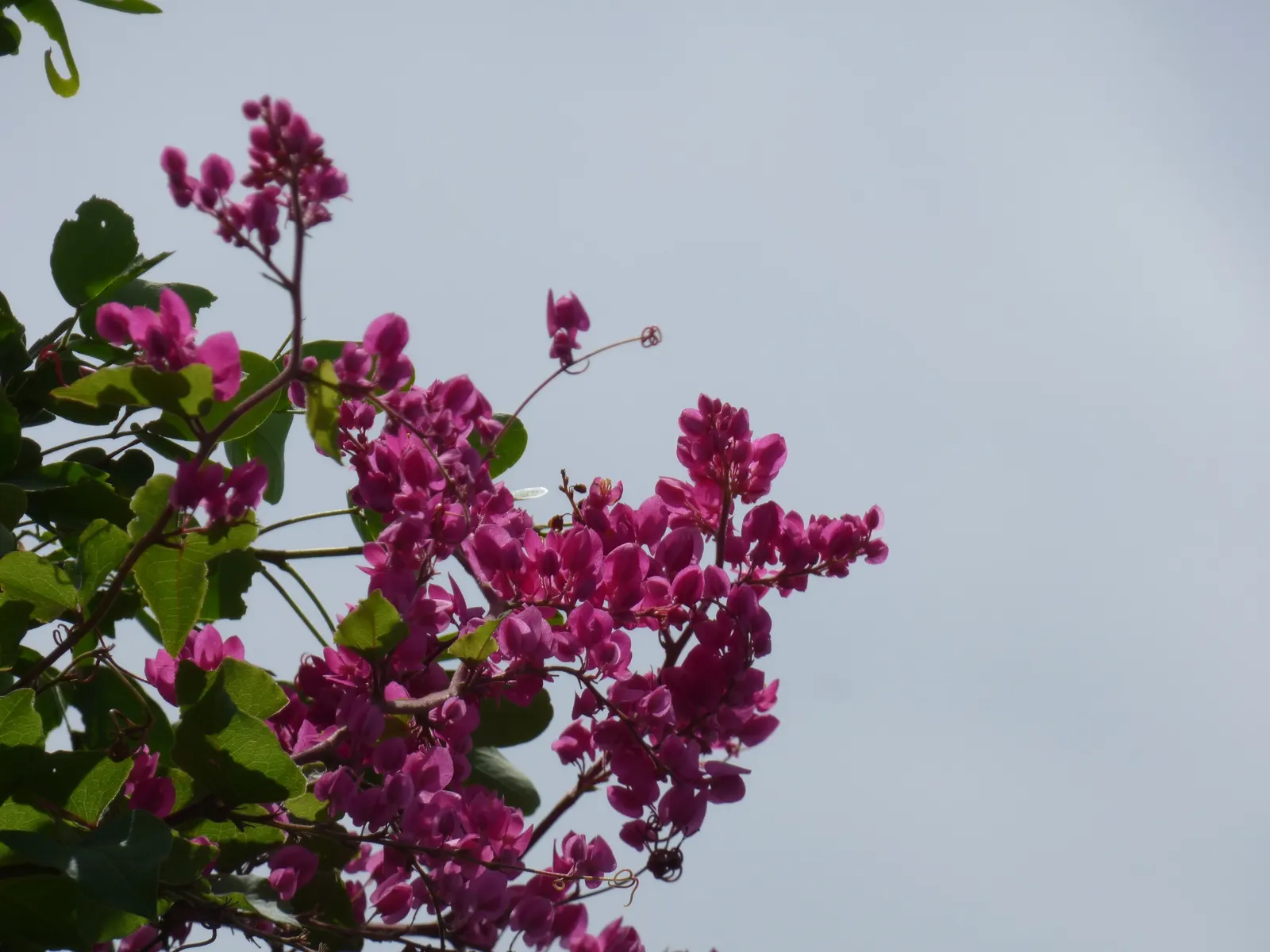 Coral Vine, Queen's Wreath (Antigonon Leptopus) — For maintenance, minimal pruning is needed other than to control its size or remove any dead, image 55