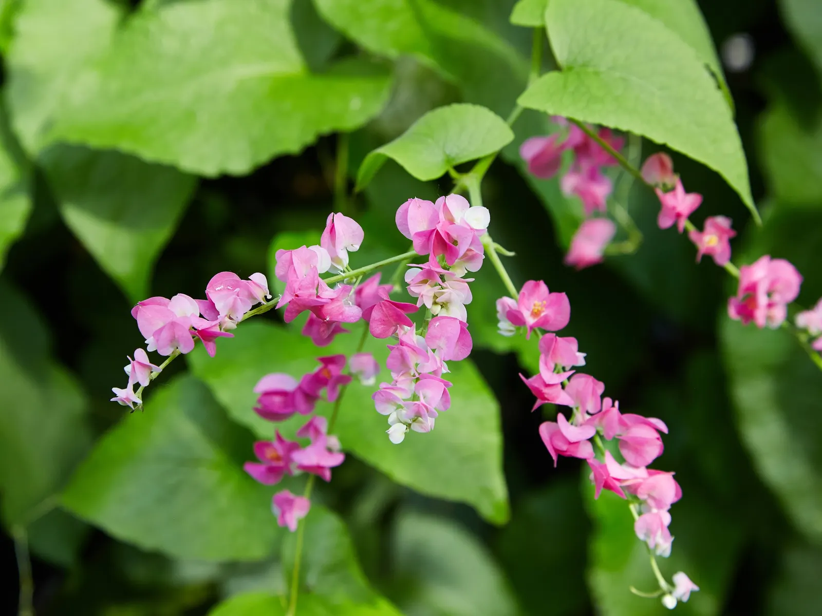 Coral Vine, Queen's Wreath (Antigonon Leptopus) — Antigonon leptopus is a splendid addition to a diverse landscaped setting; with its combination, image 77