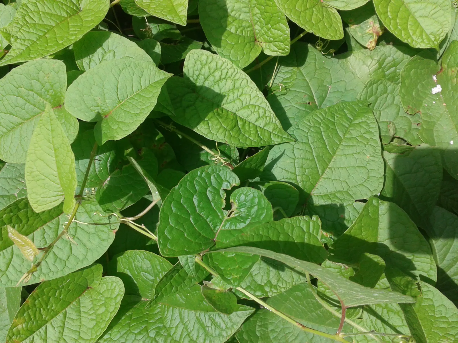 Coral Vine, Queen's Wreath (Antigonon Leptopus) — pink flowers in the garden; typically reaching heights of 30-40 feet with a spread of 5-6 feet, image 98