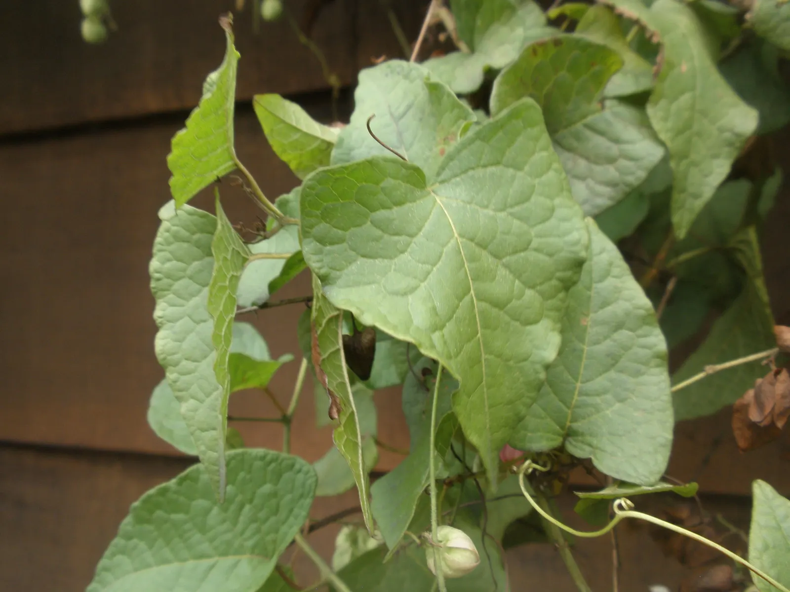 Coral Vine, Queen's Wreath (Antigonon Leptopus) — Ideal for adding vertical interest and a splash of color to arbors or fences; which can reach, image 45