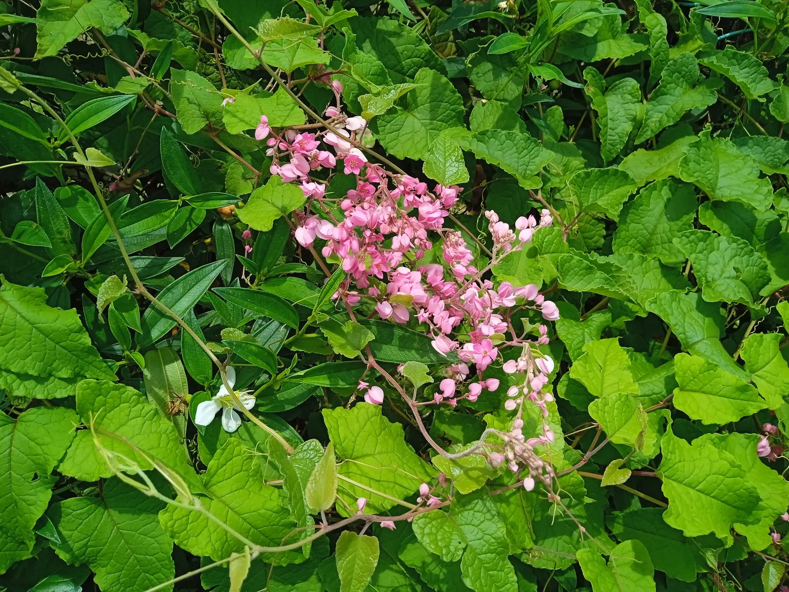 Coral Vine, Queen's Wreath (Antigonon Leptopus) — also heralded as Queen's Wreath or scientifically named Antigonon leptopus