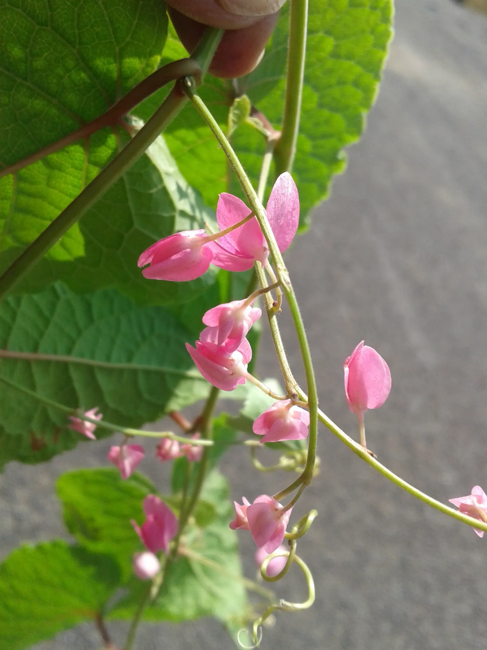 Coral Vine, Queen's Wreath (Antigonon Leptopus) — also heralded as Queen's Wreath or scientifically named Antigonon leptopus; vine with pink blooms, image 86