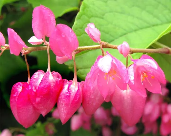 Coral Vine, Queen's Wreath (Antigonon Leptopus) — is a flowering perennial vine that produces a flamboyant display of vivid