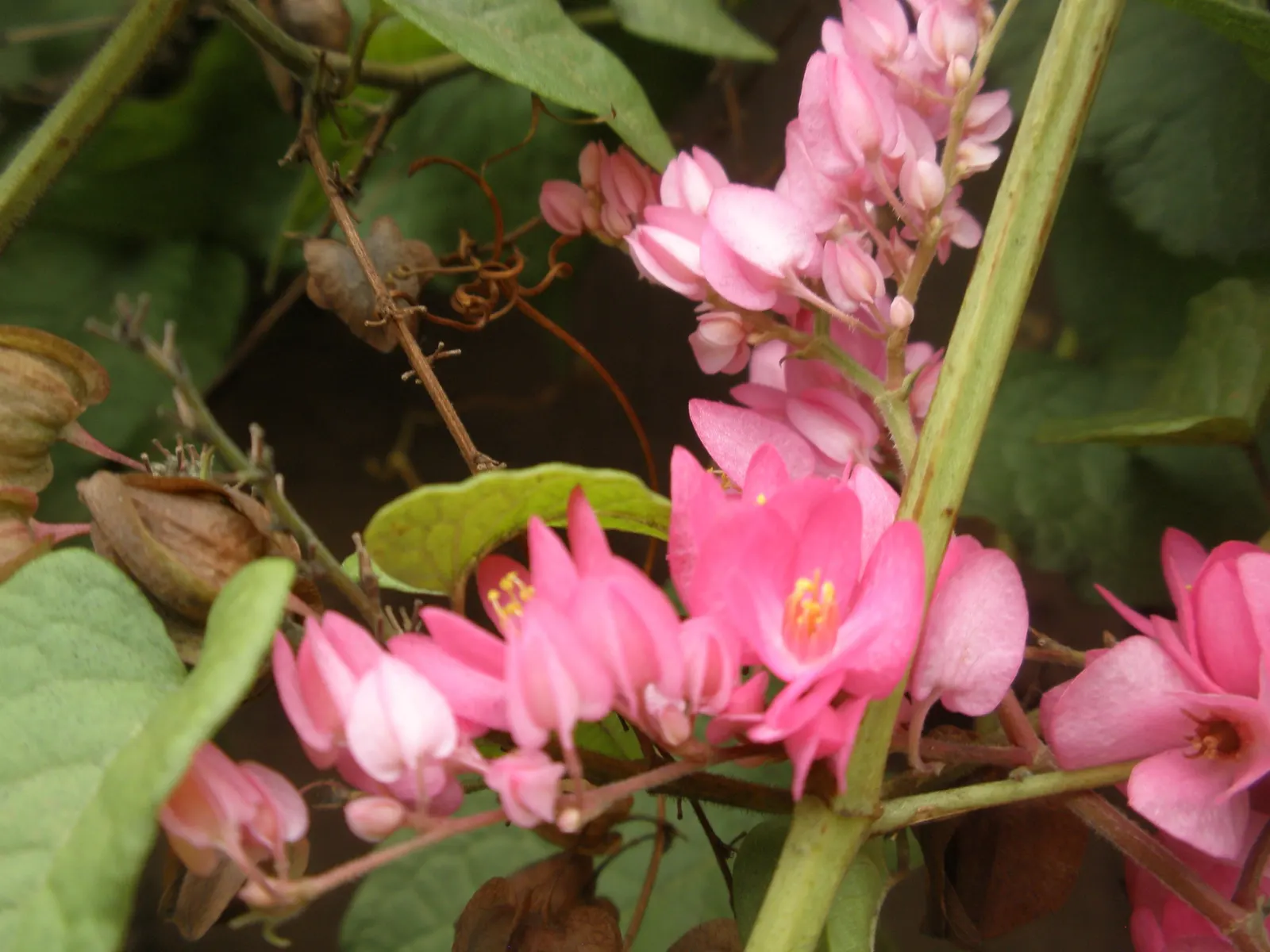 Coral Vine, Queen's Wreath (Antigonon Leptopus) — with the ability to extend up to 40 feet in length at maturity; vine for full, image 49