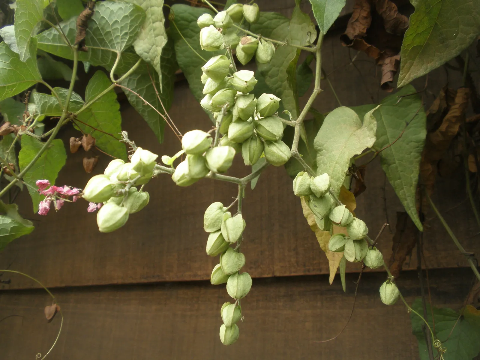 Coral Vine, Queen's Wreath (Antigonon Leptopus) — commonly known as Coral Vine or Queen's Wreath; it flourishes in well-drained soil and is drought, image 61