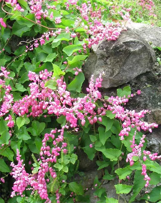 Coral Vine, Queen's Wreath (Antigonon Leptopus) — vine with pink blooms; <br><br>Its foliage consists of heart-shaped leaves that span roughly 2 to, image 99