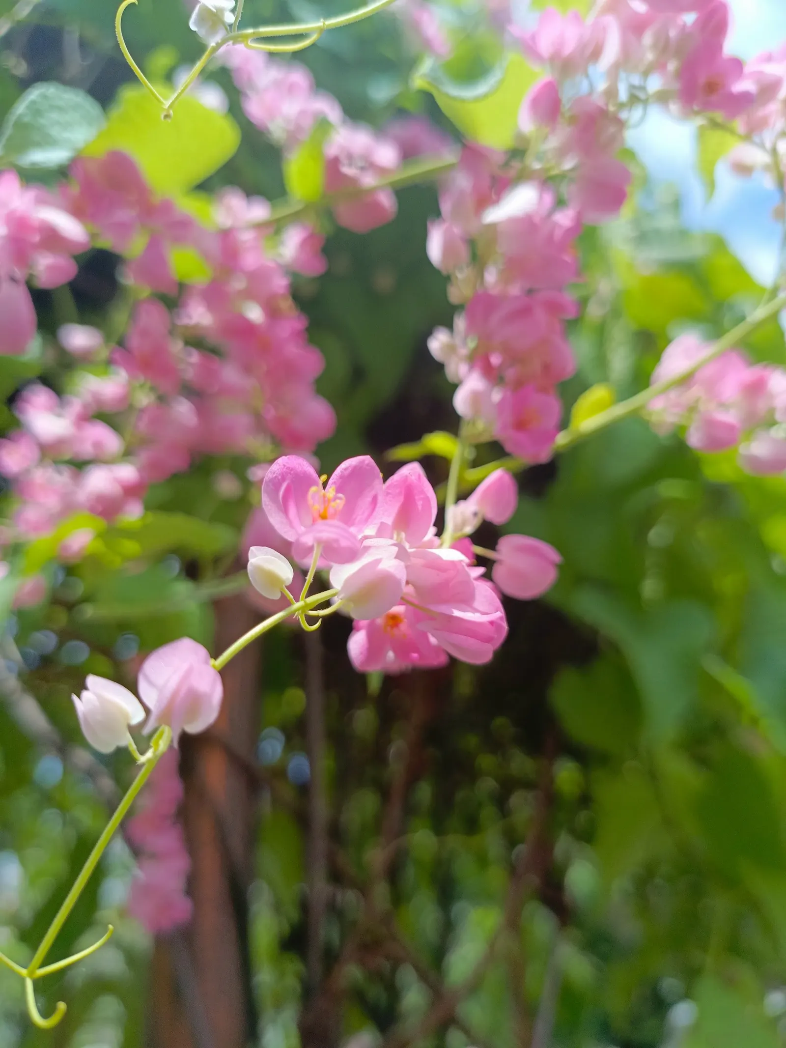Coral Vine, Queen's Wreath (Antigonon Leptopus) — Antigonon leptopus is a splendid addition to a diverse landscaped setting; with its combination of striking