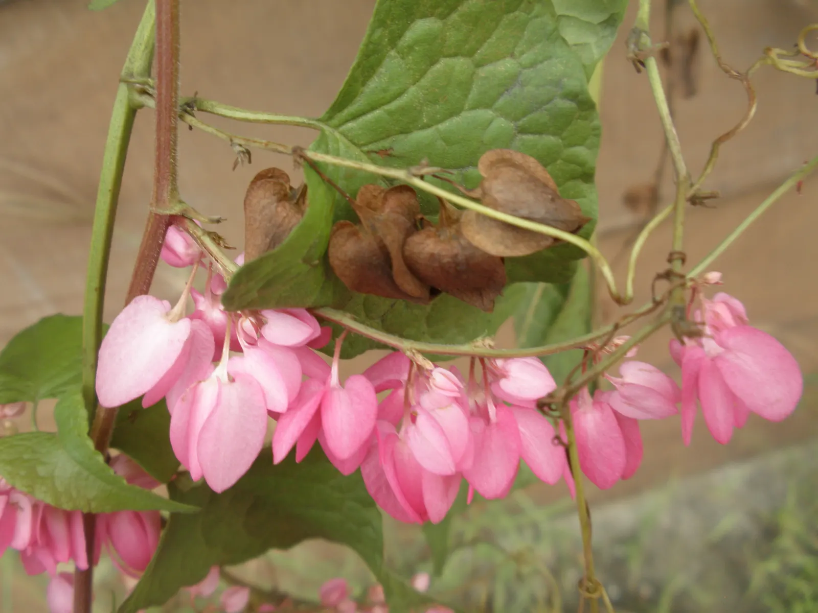Coral Vine, Queen's Wreath (Antigonon Leptopus) — commonly known as Coral Vine or Queen's Wreath; it flourishes in well-drained soil and is drought, image 81
