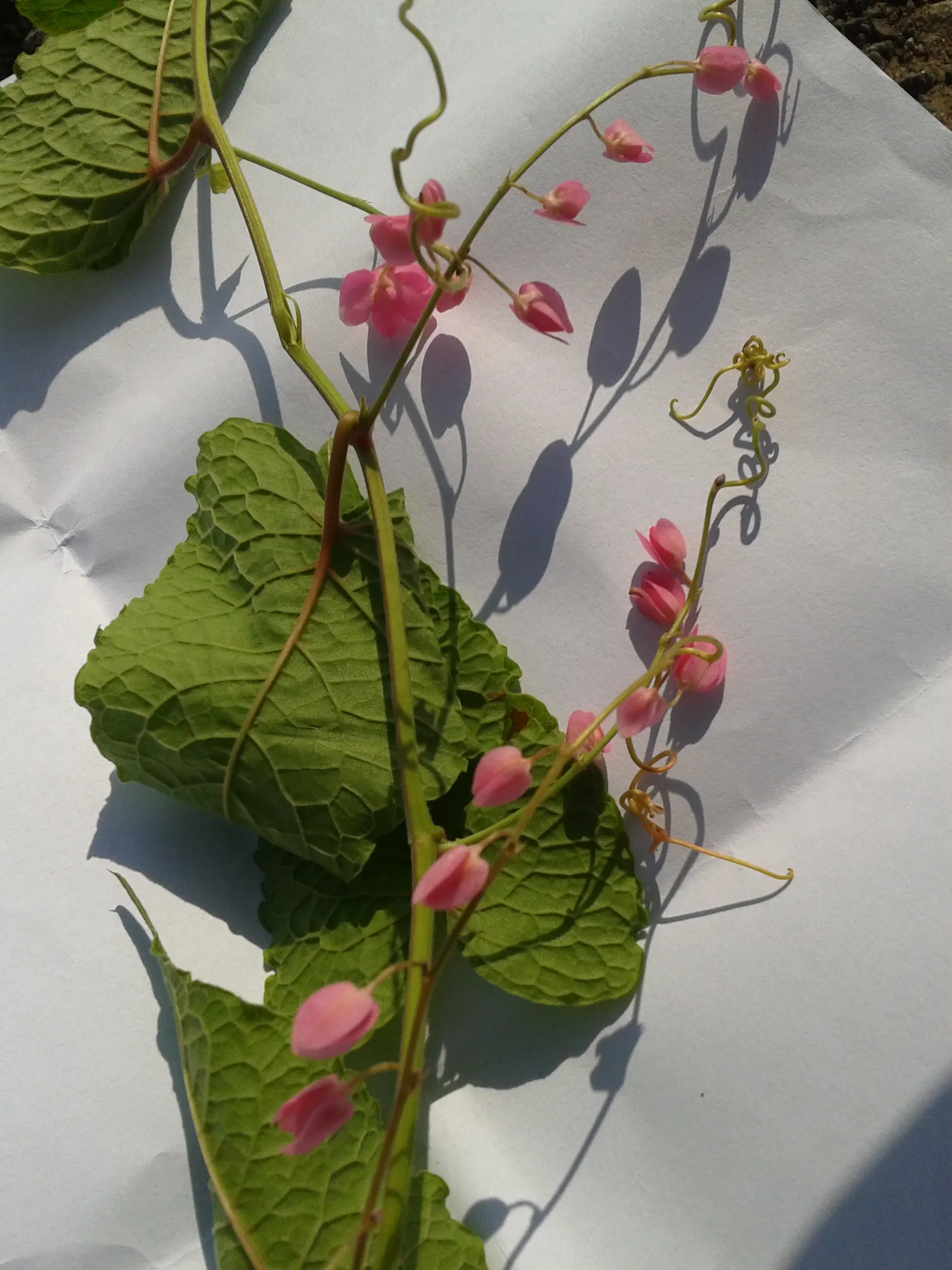 Coral Vine, Queen's Wreath (Antigonon Leptopus) — adding a dynamic element to any landscape; this ornamental vine thrives in USDA zones 9 through, image 73