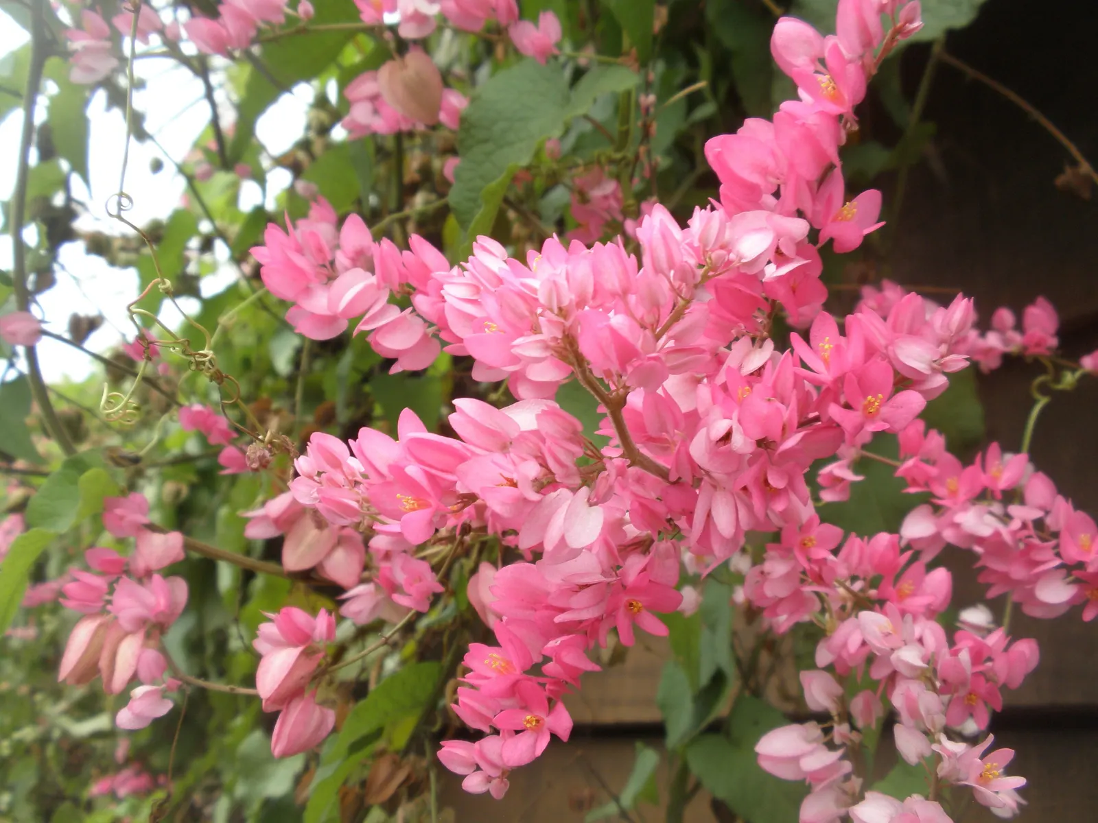 Coral Vine, Queen's Wreath (Antigonon Leptopus) — offering a lush backdrop for the chains of papery flowers; blooming prolifically from summer, image 71