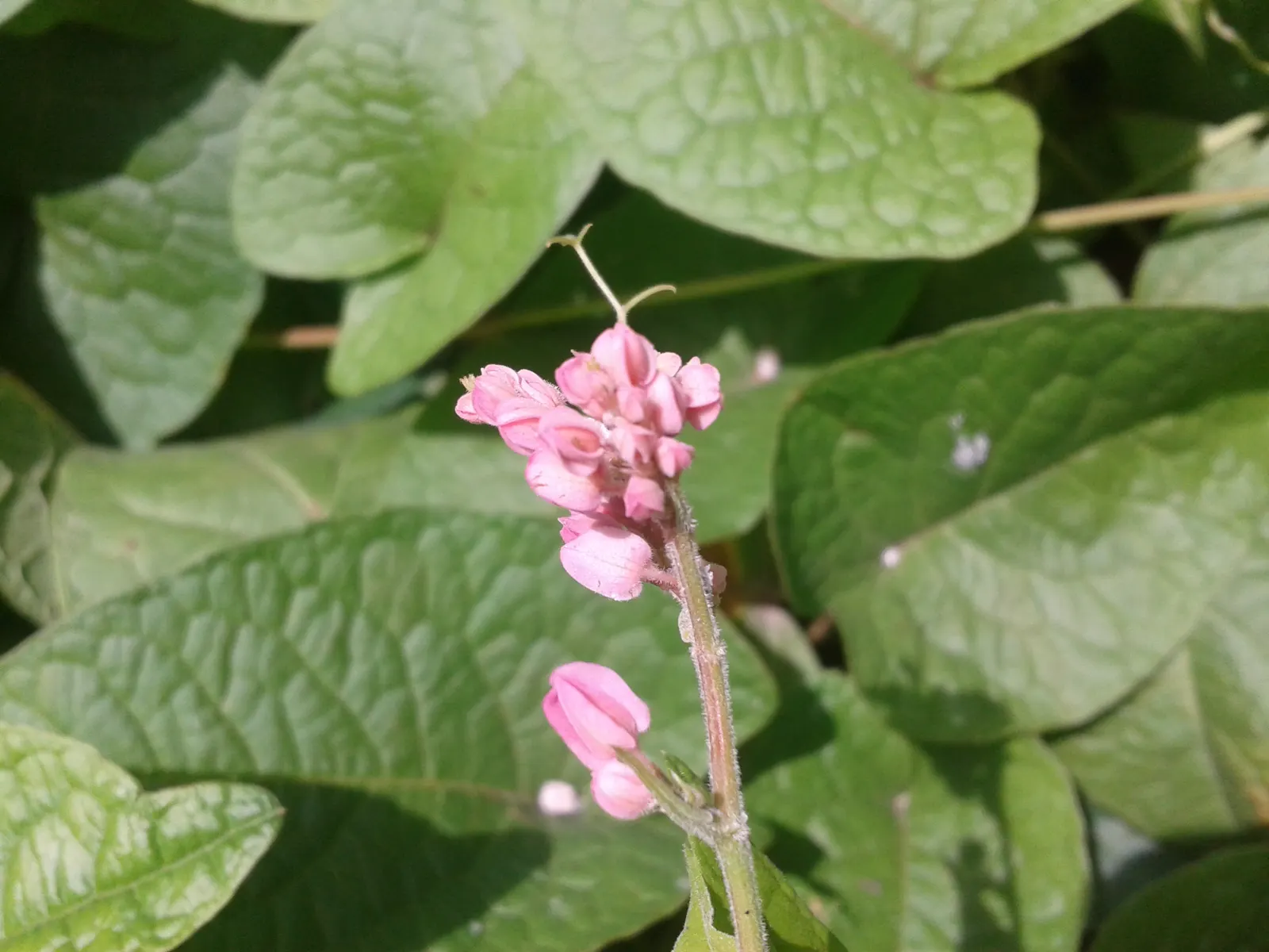 Coral Vine, Queen's Wreath (Antigonon Leptopus) — For maintenance, minimal pruning is needed other than to control its size or remove any dead growth