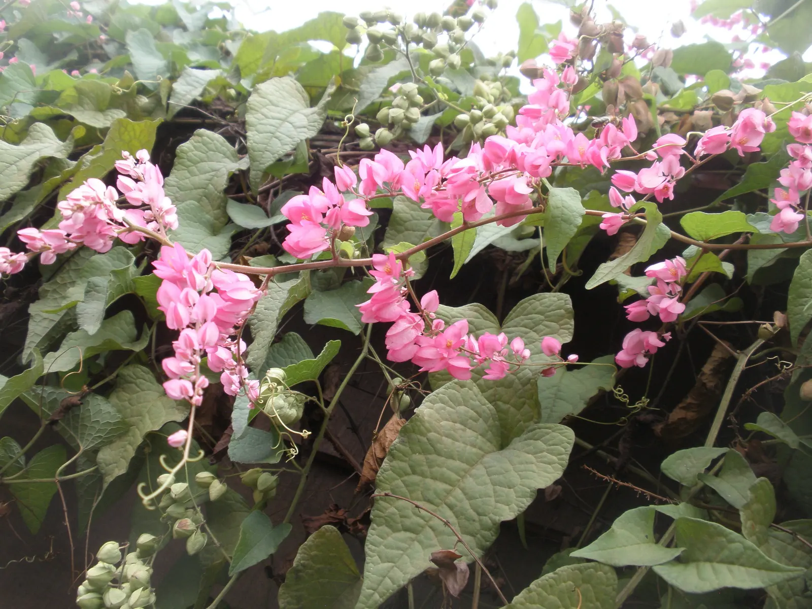 Coral Vine, Queen's Wreath (Antigonon Leptopus) — With its combination of striking color and resilience; with the ability to extend up to 40 feet, image 56