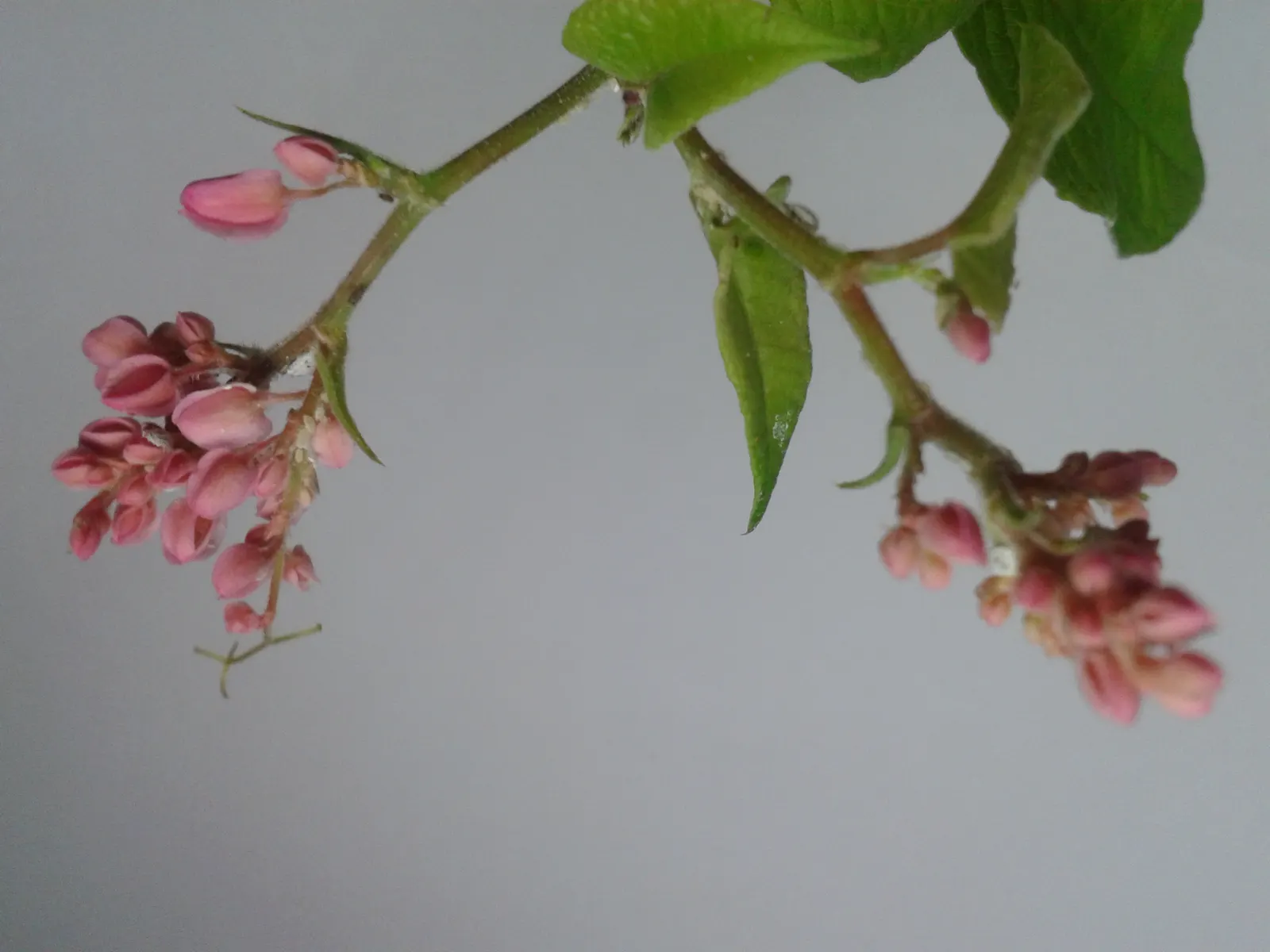 Coral Vine, Queen's Wreath (Antigonon Leptopus) — commonly known as Coral Vine or Queen's Wreath; it flourishes in well-drained soil and is drought tolerant
