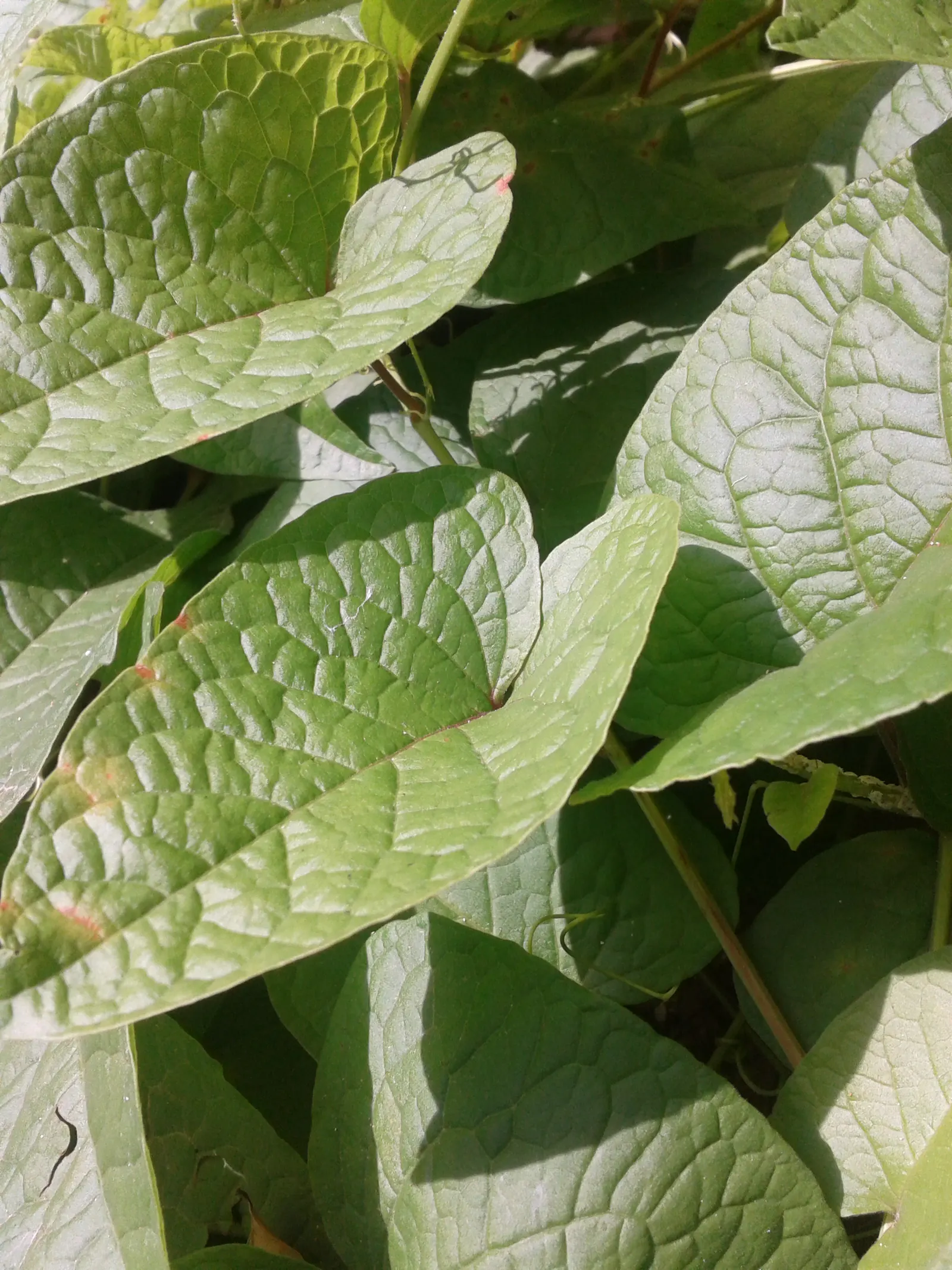 Coral Vine, Queen's Wreath (Antigonon Leptopus) — For maintenance, minimal pruning is needed other than to control its size or remove any dead, image 35
