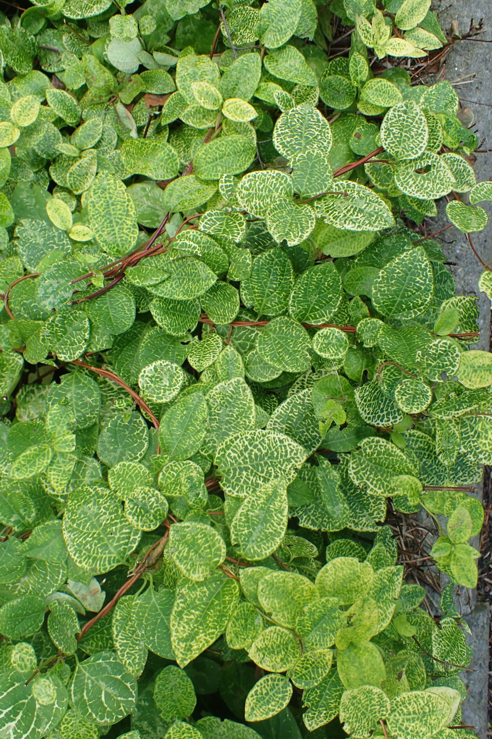 Japanese Honeysuckle (Lonicera Japonica) — Lonicera japonica, Japanese Honeysuckle, is an evergreen to semi-evergreen vine reaching lengths up to 30 feet