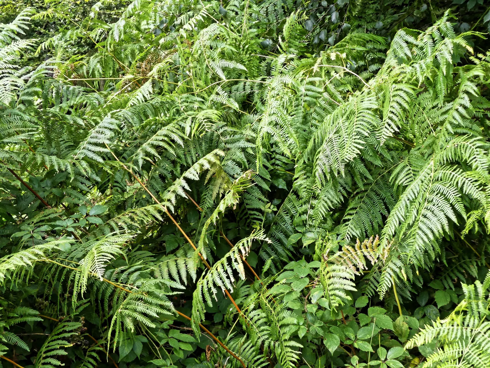 Button Fern (Pellaea Rotundifolia) — This charming fern is native to New Zealand