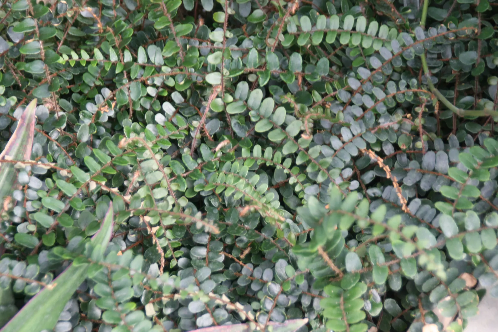 Button Fern (Pellaea Rotundifolia) — The fronds of this fern are uniquely attractive