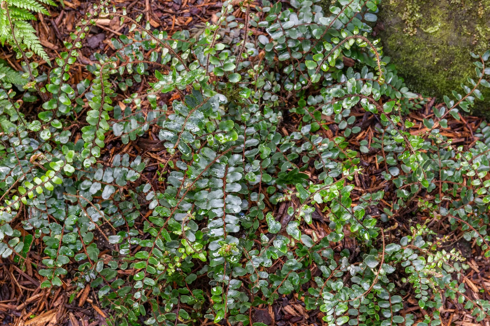 Button Fern (Pellaea Rotundifolia) — where it thrives under the canopies of forests; fern for deep shade or shade