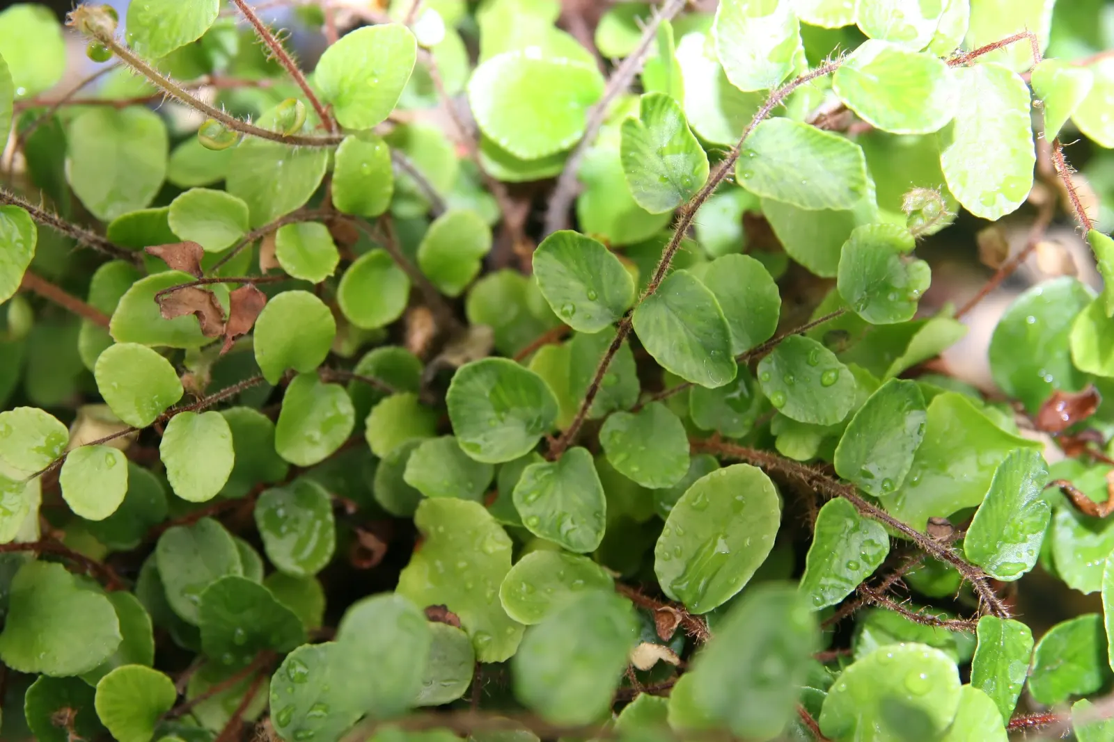 Button Fern (Pellaea Rotundifolia) — The fronds of this fern are uniquely attractive; scientifically recognized as Pellaea rotundifolia