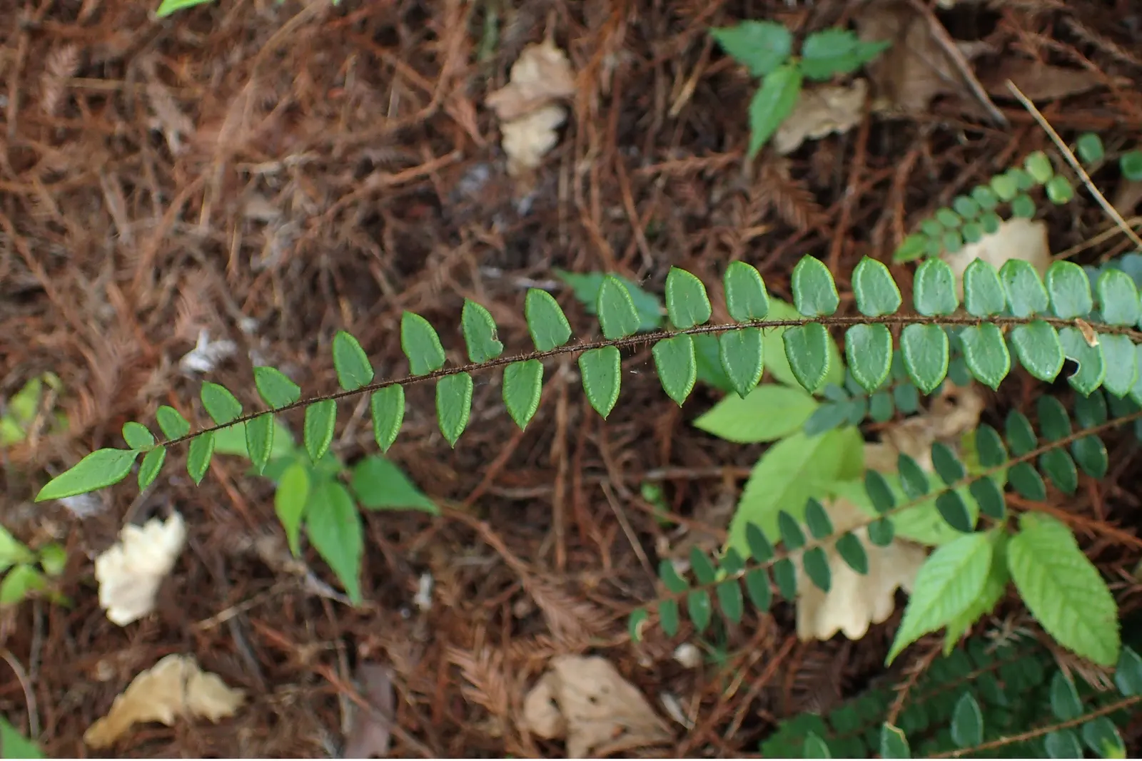 Button Fern (Pellaea Rotundifolia) — evergreen fern with a compact growth habit
