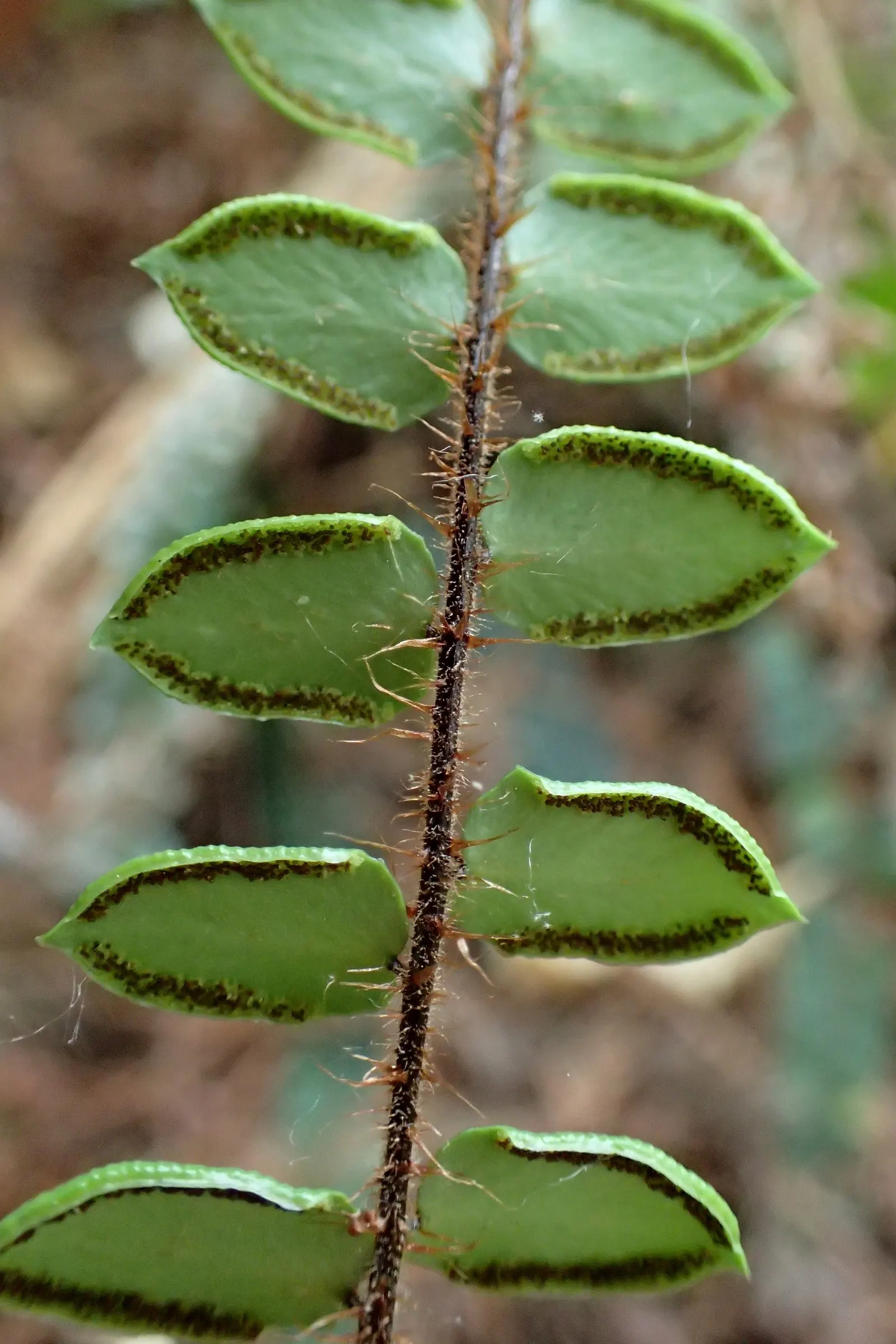 Button Fern (Pellaea Rotundifolia) — This fern prefers moist conditions