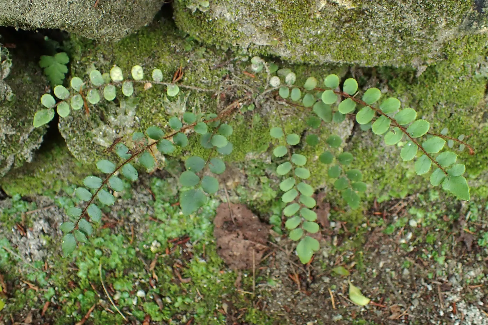 Button Fern (Pellaea Rotundifolia) — growing up to approximately 12 to 18 inches in length, image 35